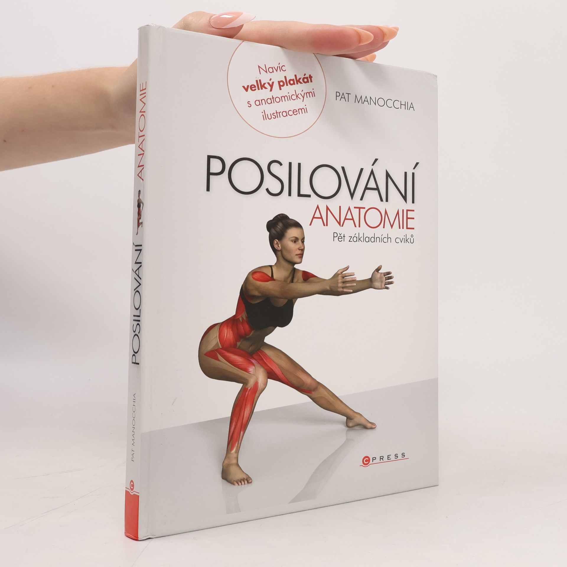 Posilování - anatomie. Pět základních cviků