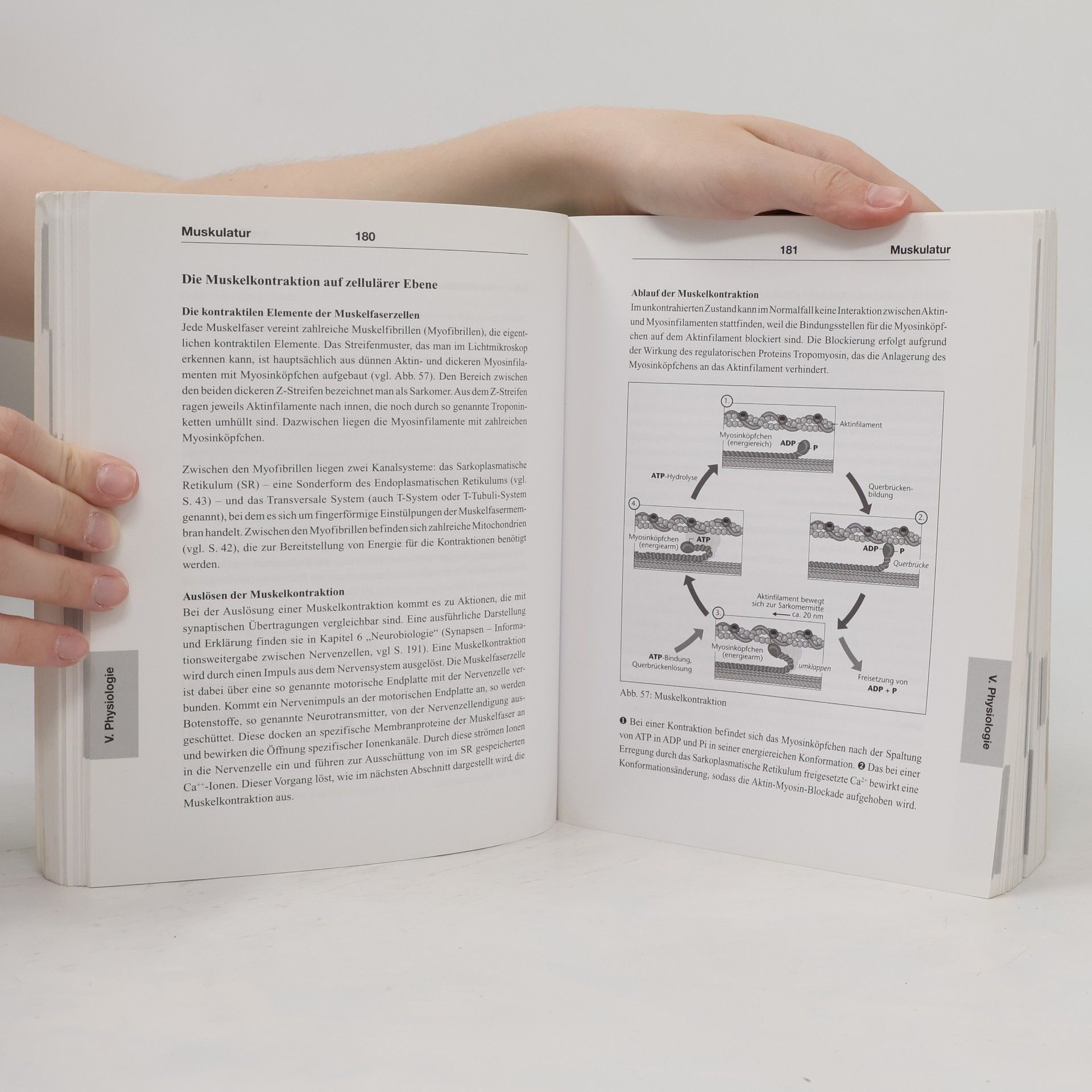 Autorenkollektiv Großes Buch der Biologie