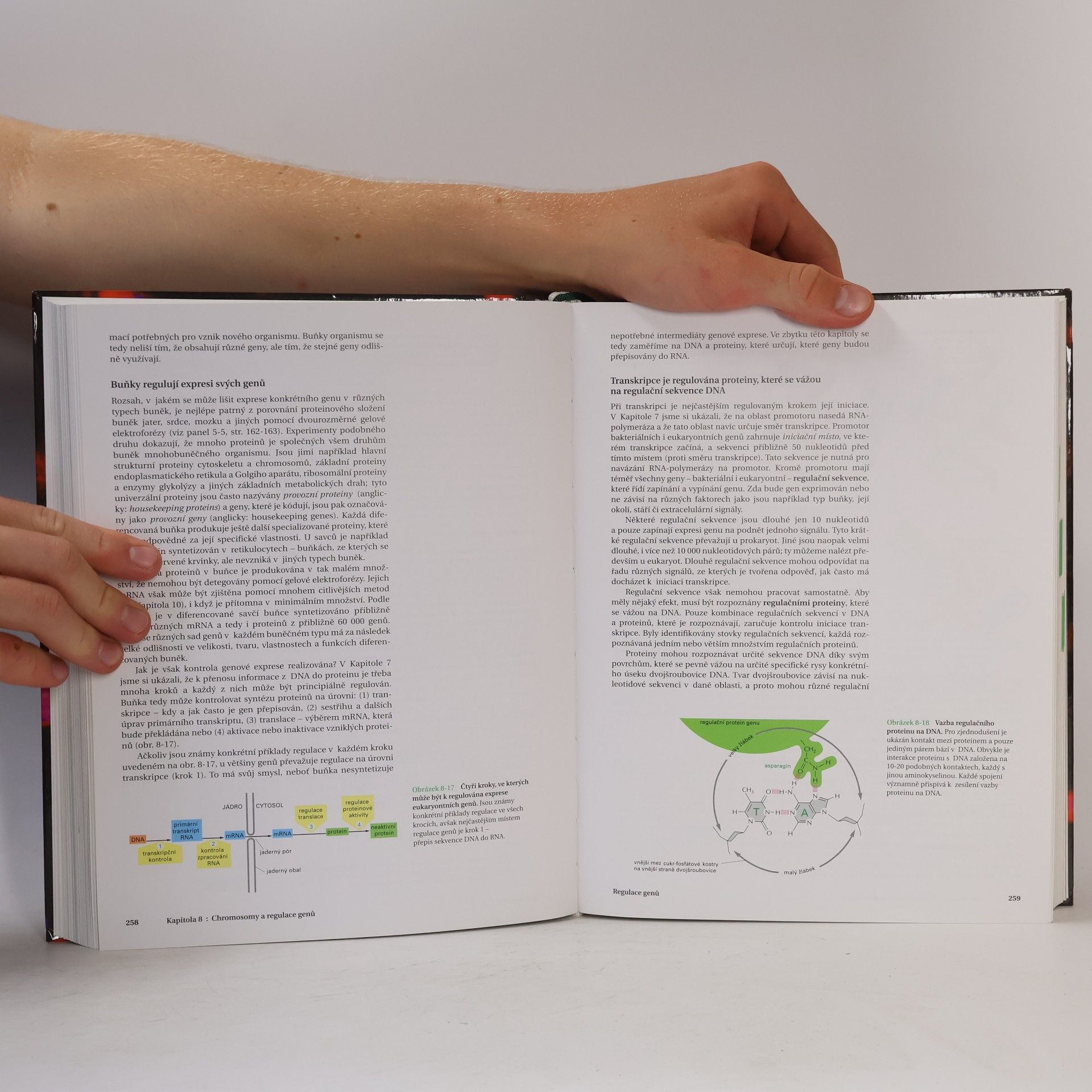 Bruce Alberts Základy buněčné biologie - Úvod do molekulární biologie buňky
