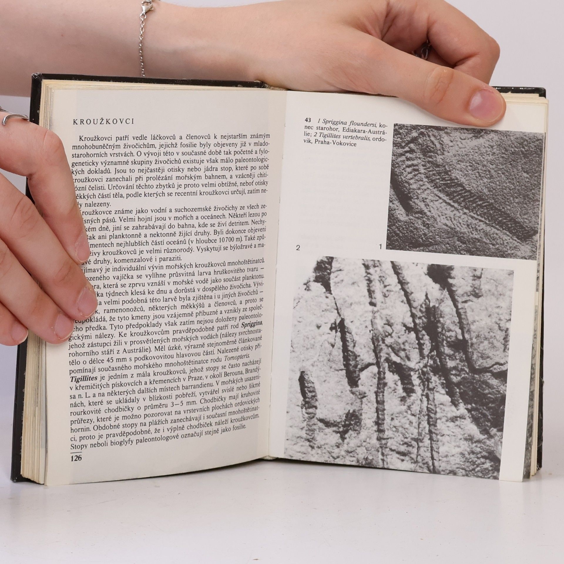 Vladimír Habětín Kapesní atlas zkamenělin