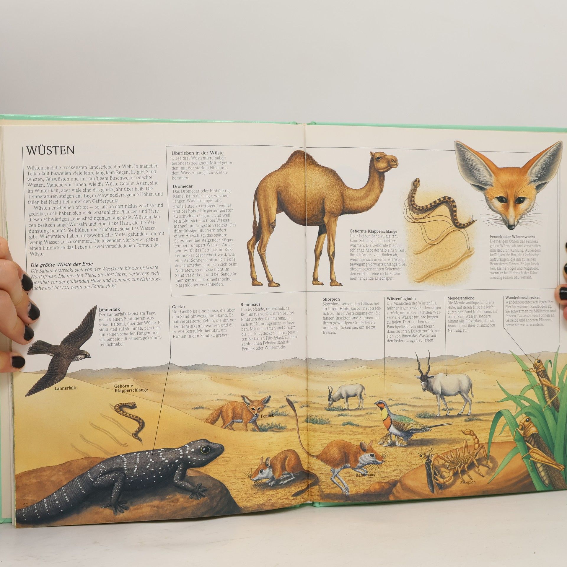 Autorenkollektiv Tiere und wo sie leben. Ihre Nahrung, ihre Wohnungen und ihre Jungen
