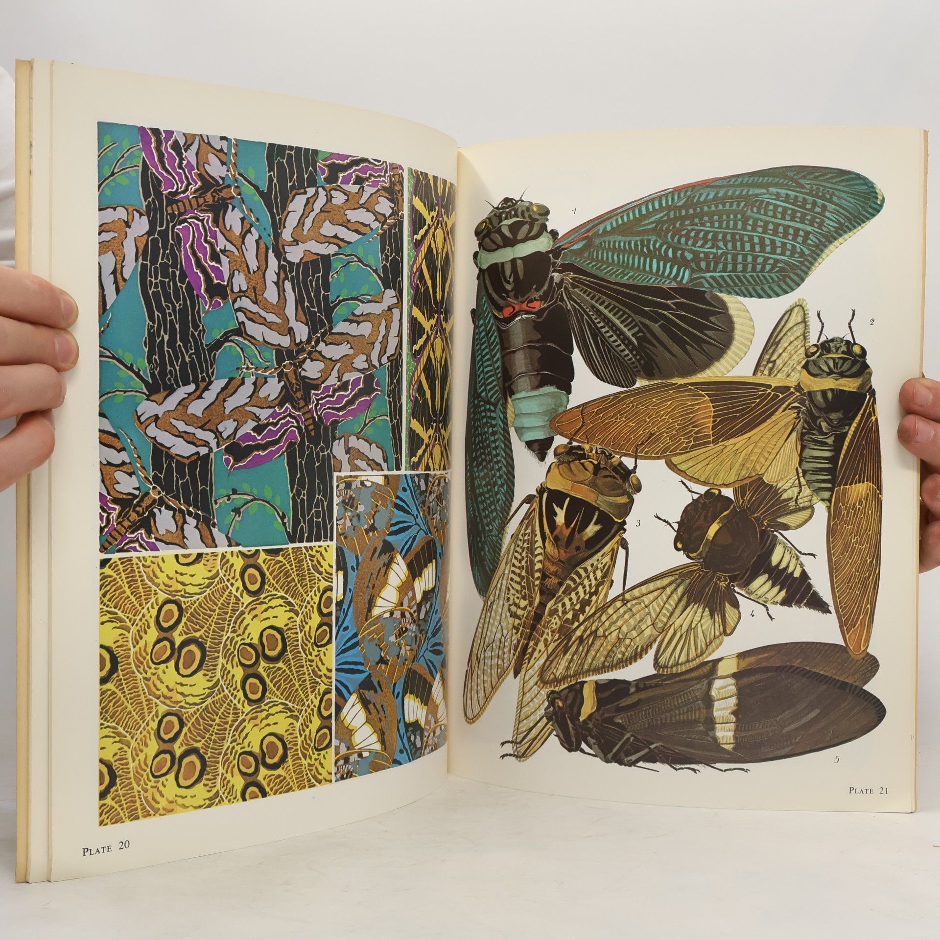E. A. Séguy Seguy’s Decorative Butterflies and Insects in Full Color