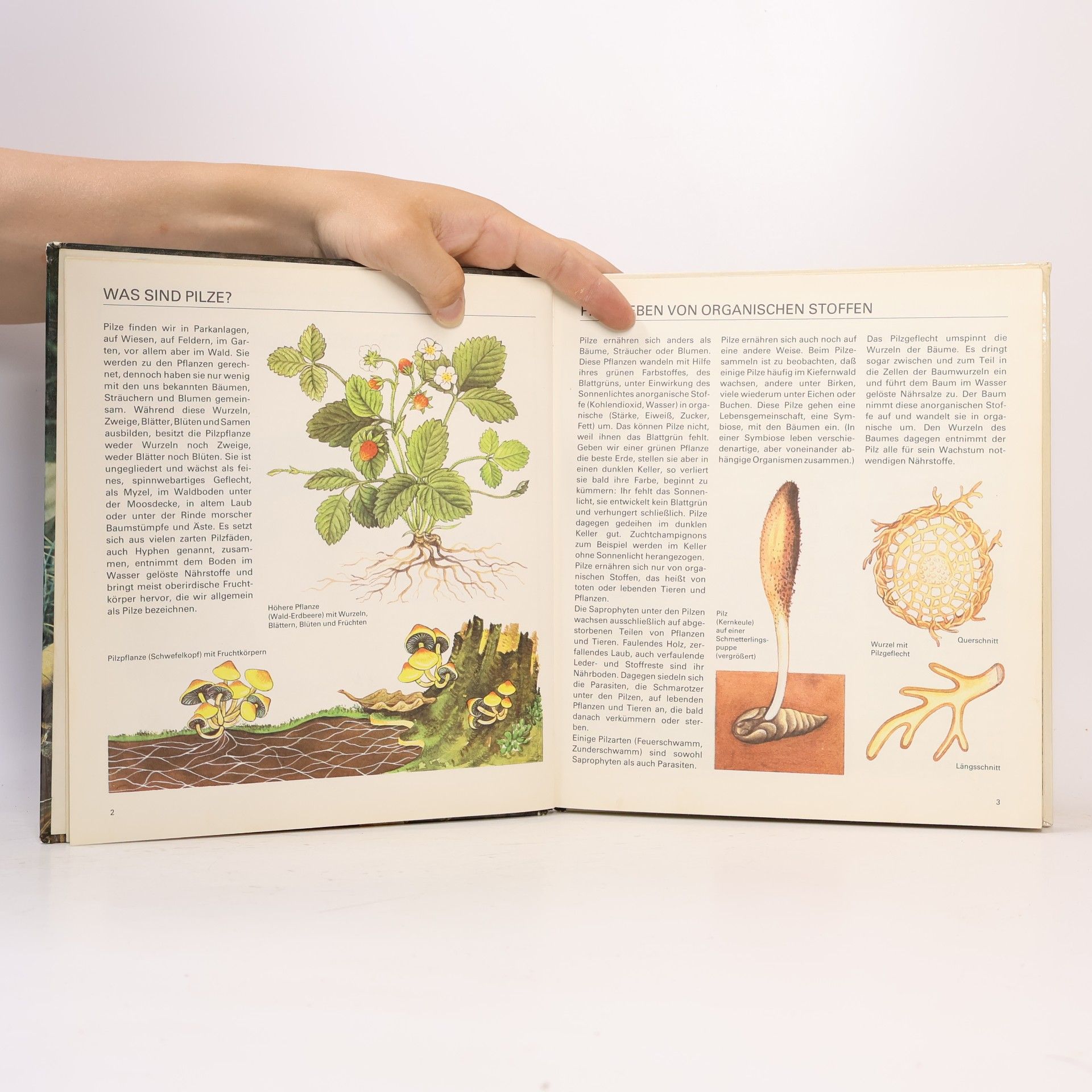Collectif d'auteurs Pilze