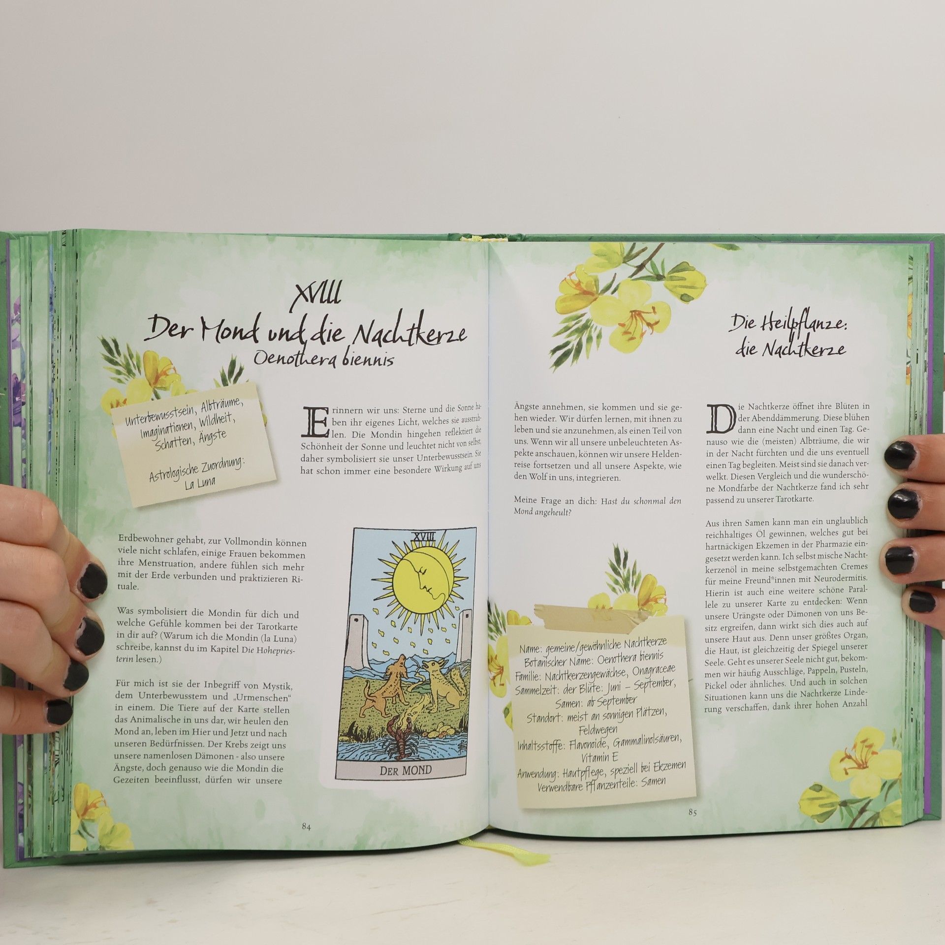 Chiara Butendeich Tarot & Grüne Magie