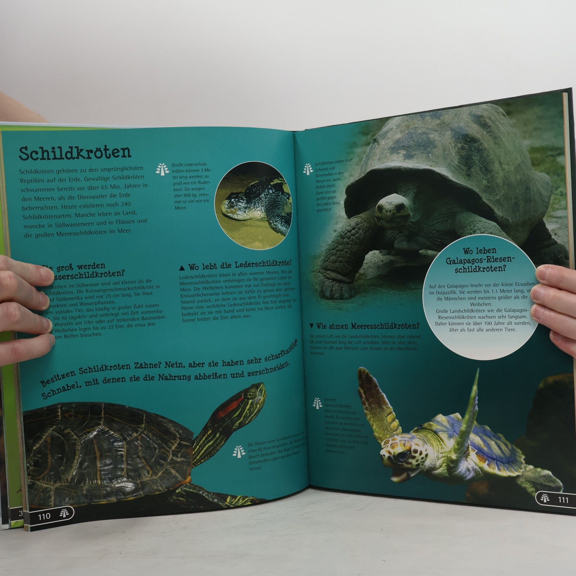 Autorenkollektiv Wissen - Das grosse Buch der Tiere