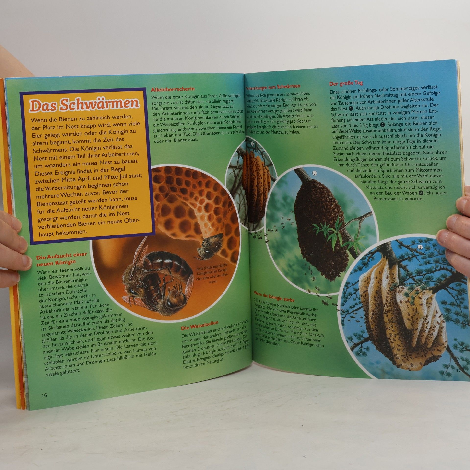 Sabine Boccador Bienen