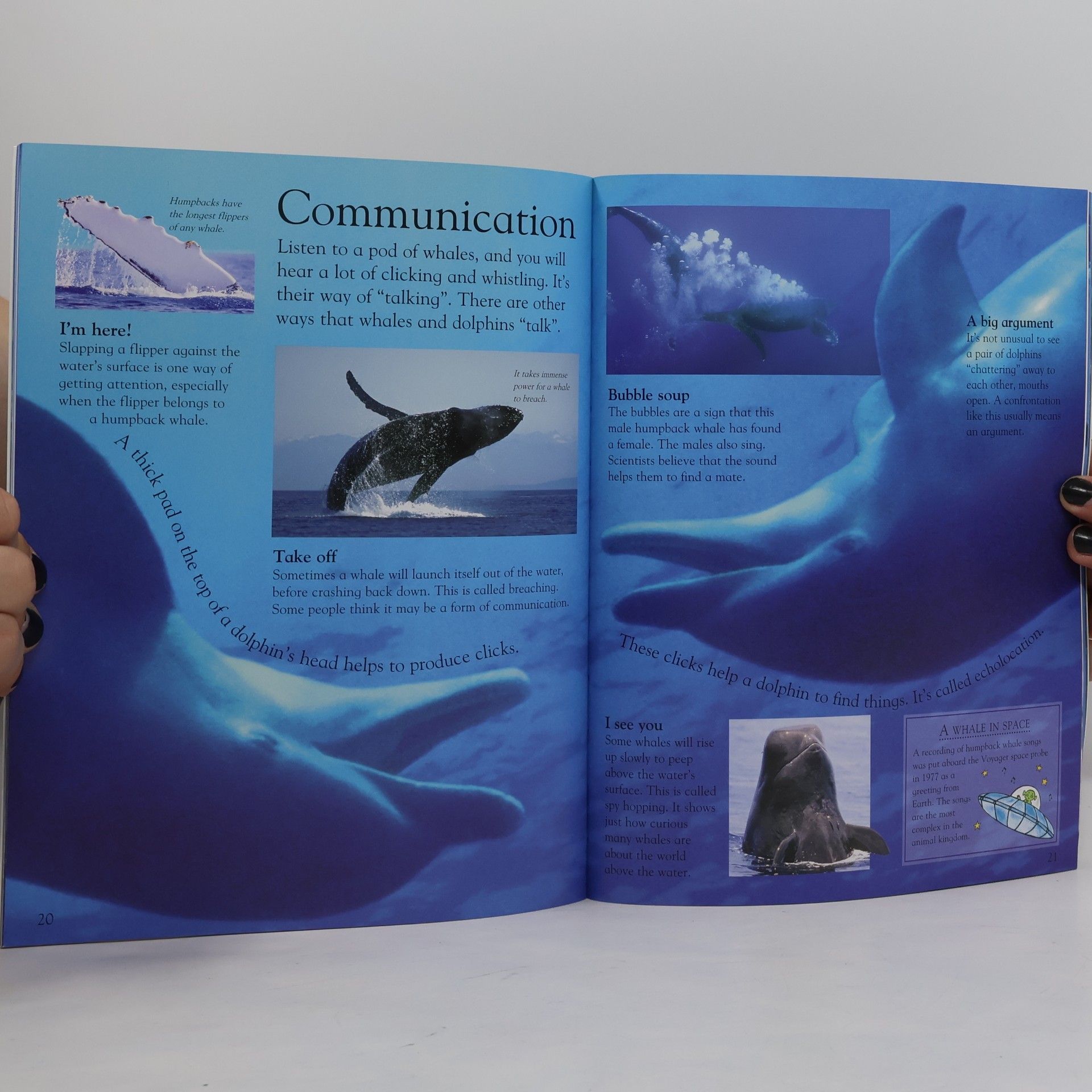 Caroline Bingham Eye Wonder: Dolphins & Whales