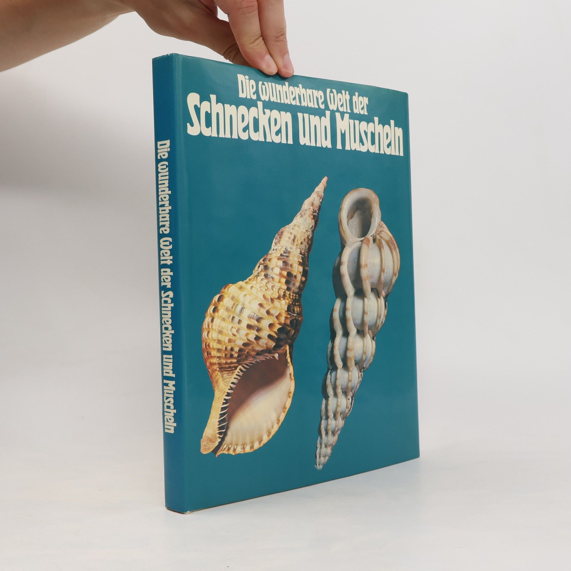 Donato Lucifora Die wunderbare Welt der Schnecken und Muscheln