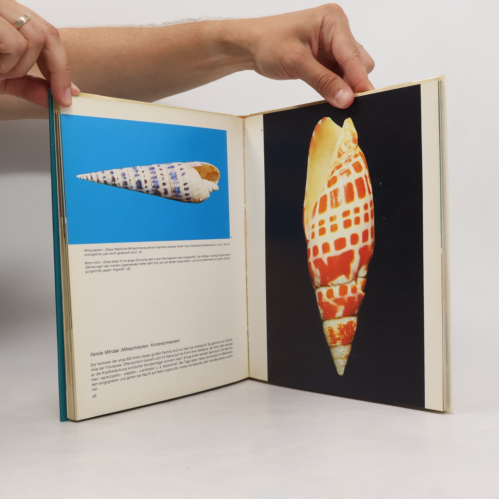 Donato Lucifora Die wunderbare Welt der Schnecken und Muscheln