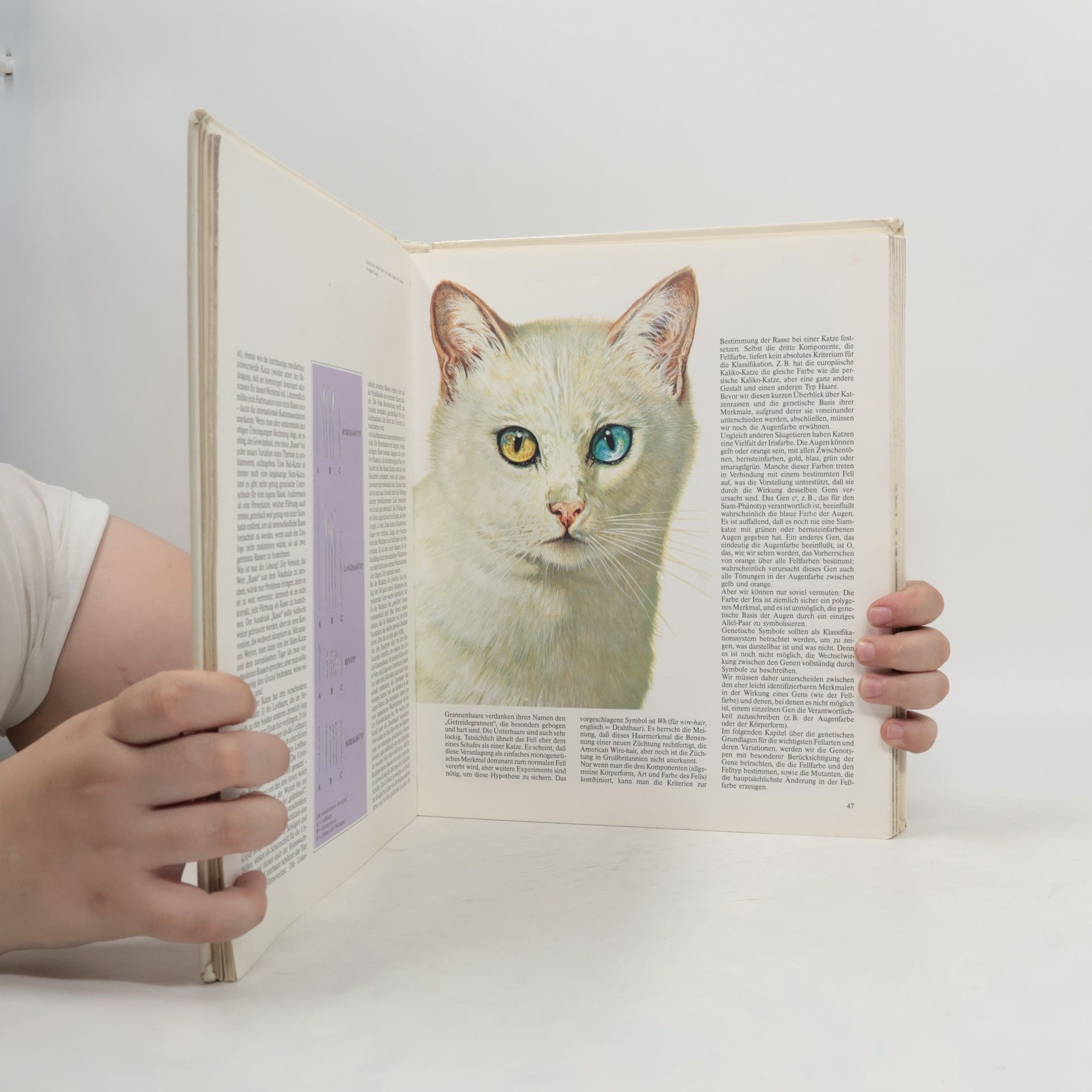 Eugenia Natoli Geliebte Katzen