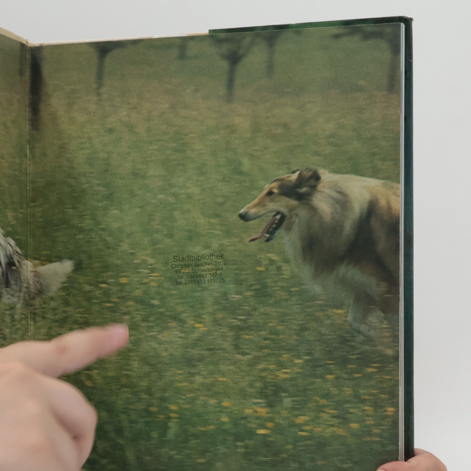 Wendy Boorer Hunde in Farbe