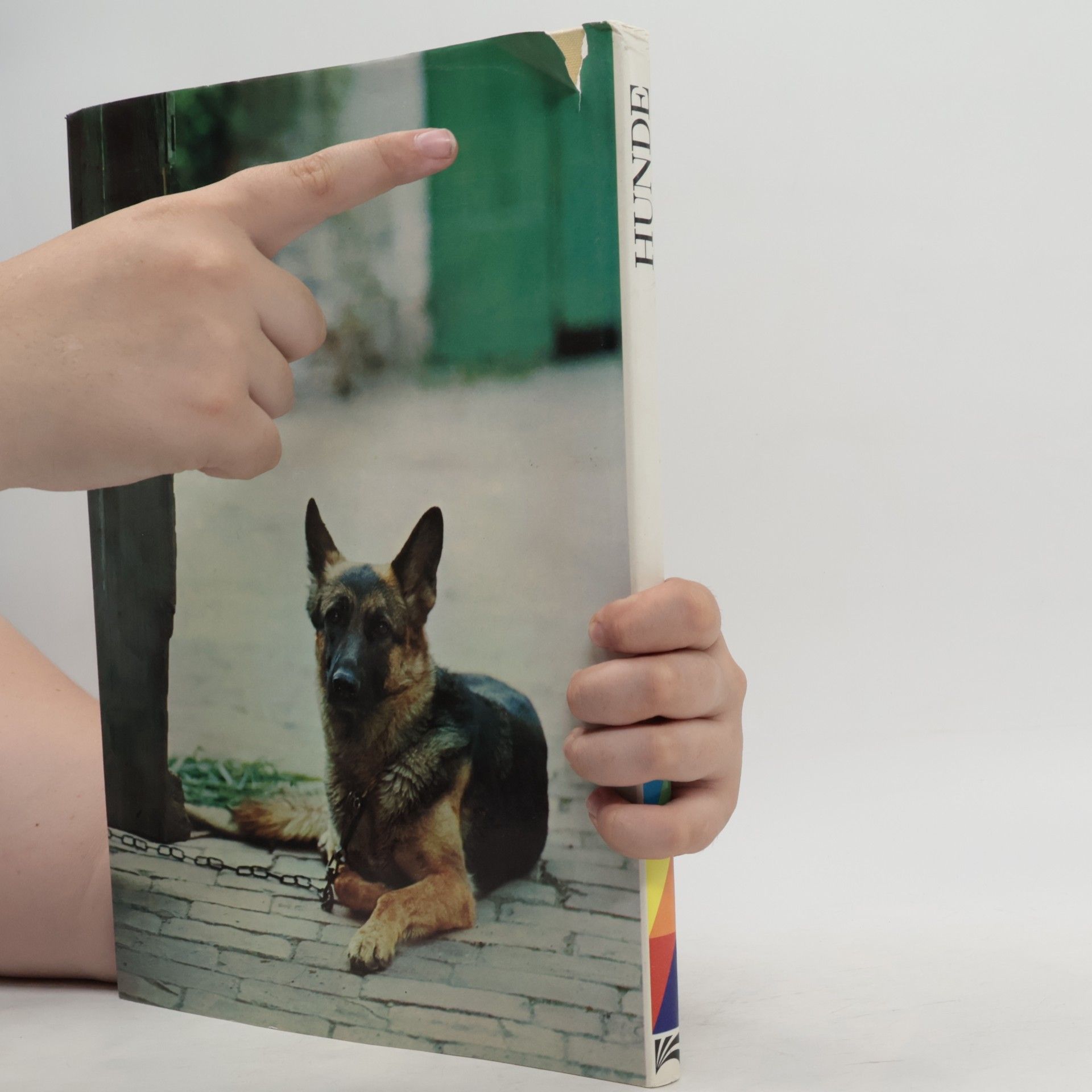 Wendy Boorer Hunde in Farbe