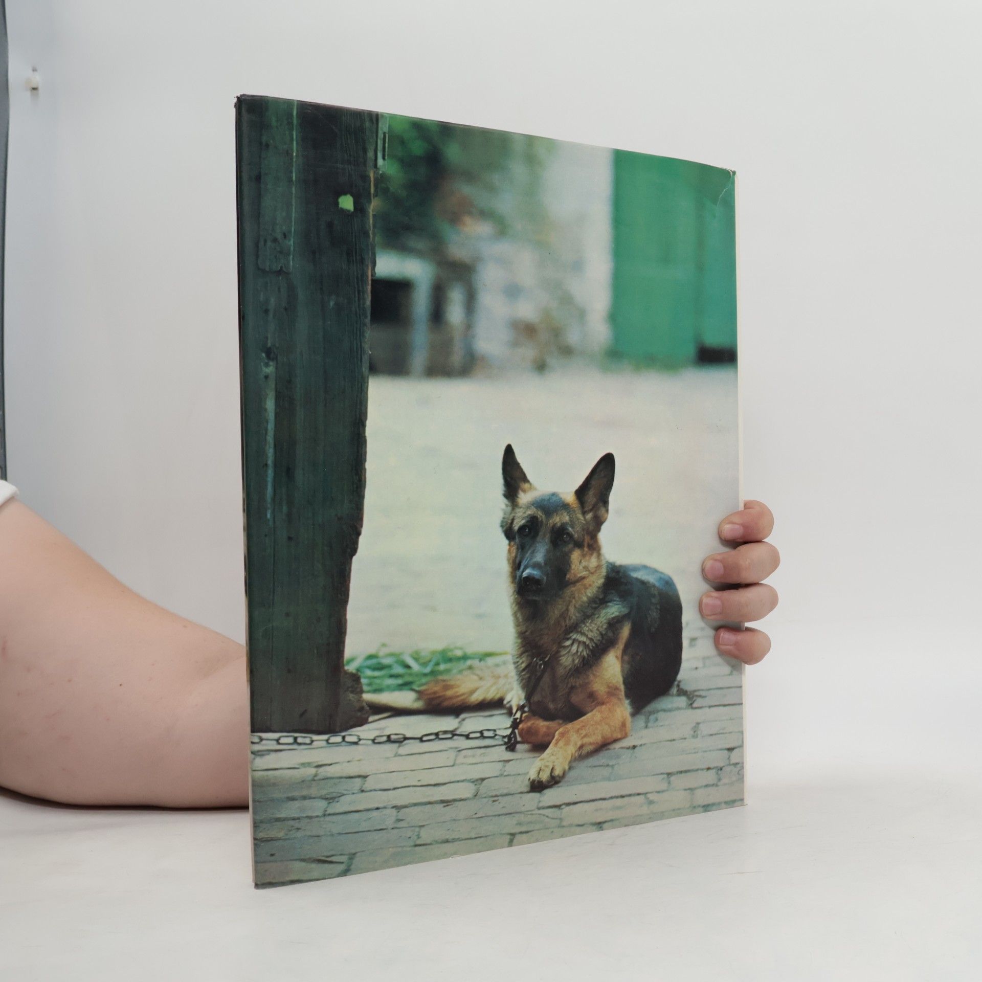 Wendy Boorer Hunde in Farbe