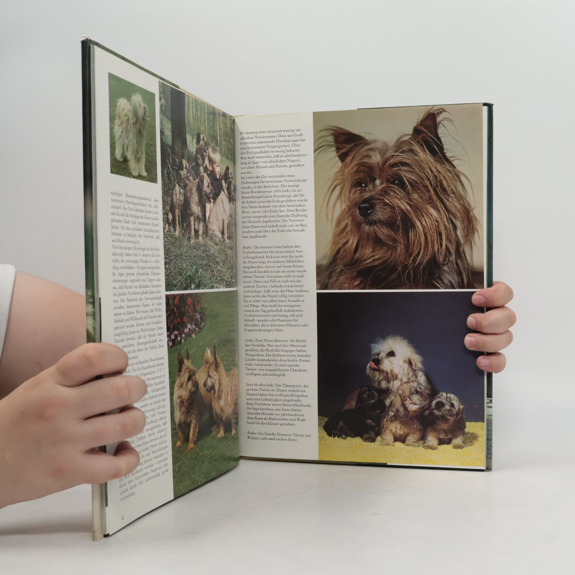 Wendy Boorer Hunde in Farbe