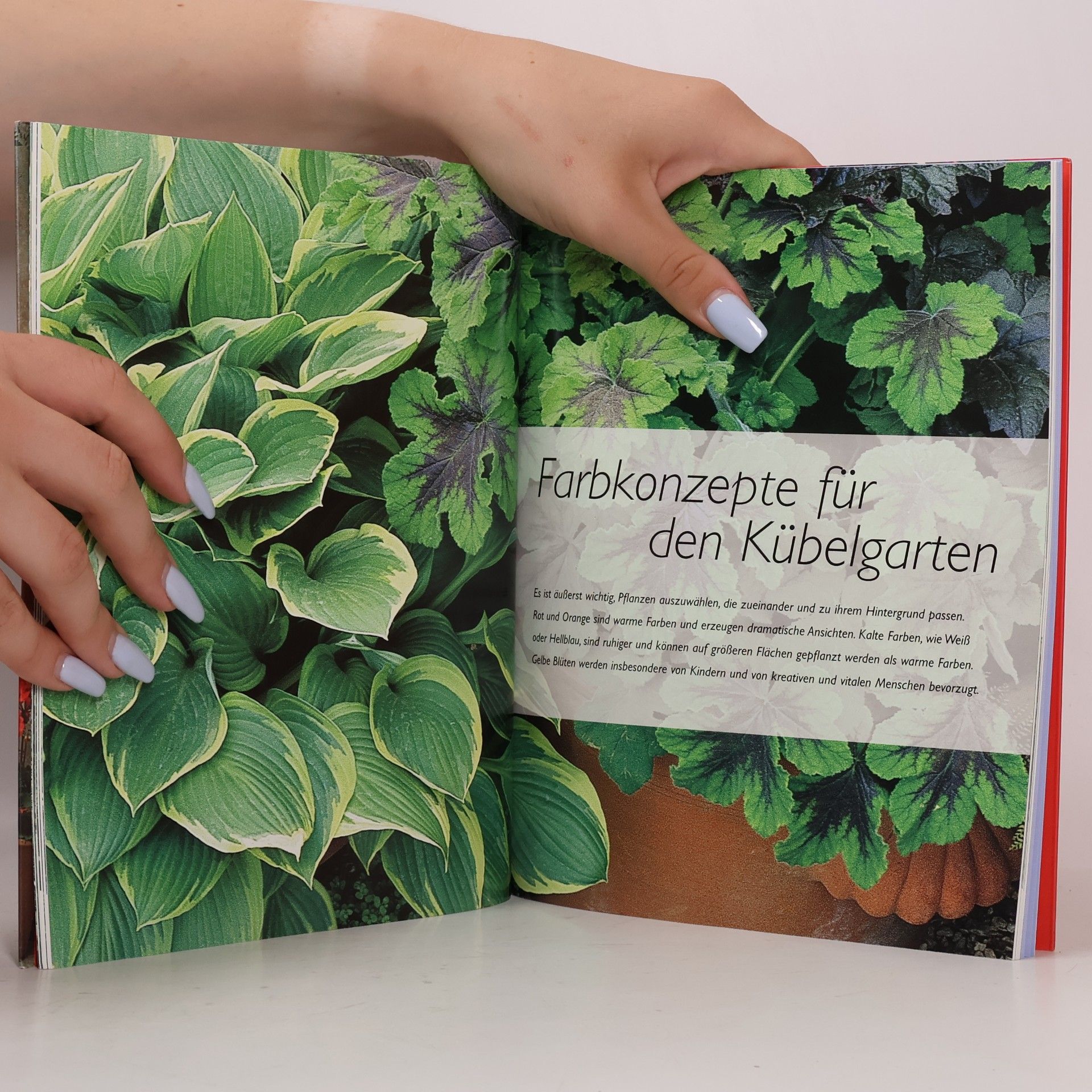 Antony Atha Balkon- und Kübelpflanzen