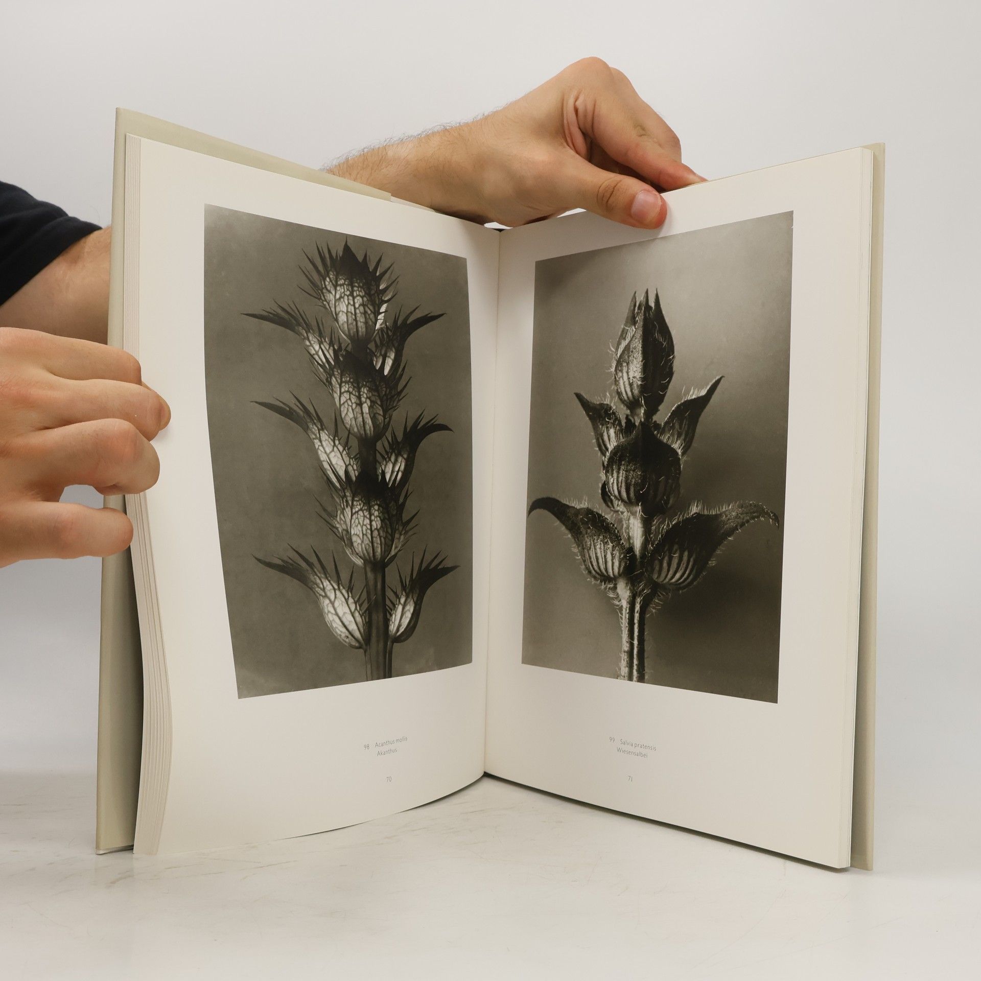 Karl Blossfeldt Karl Blossfeldt