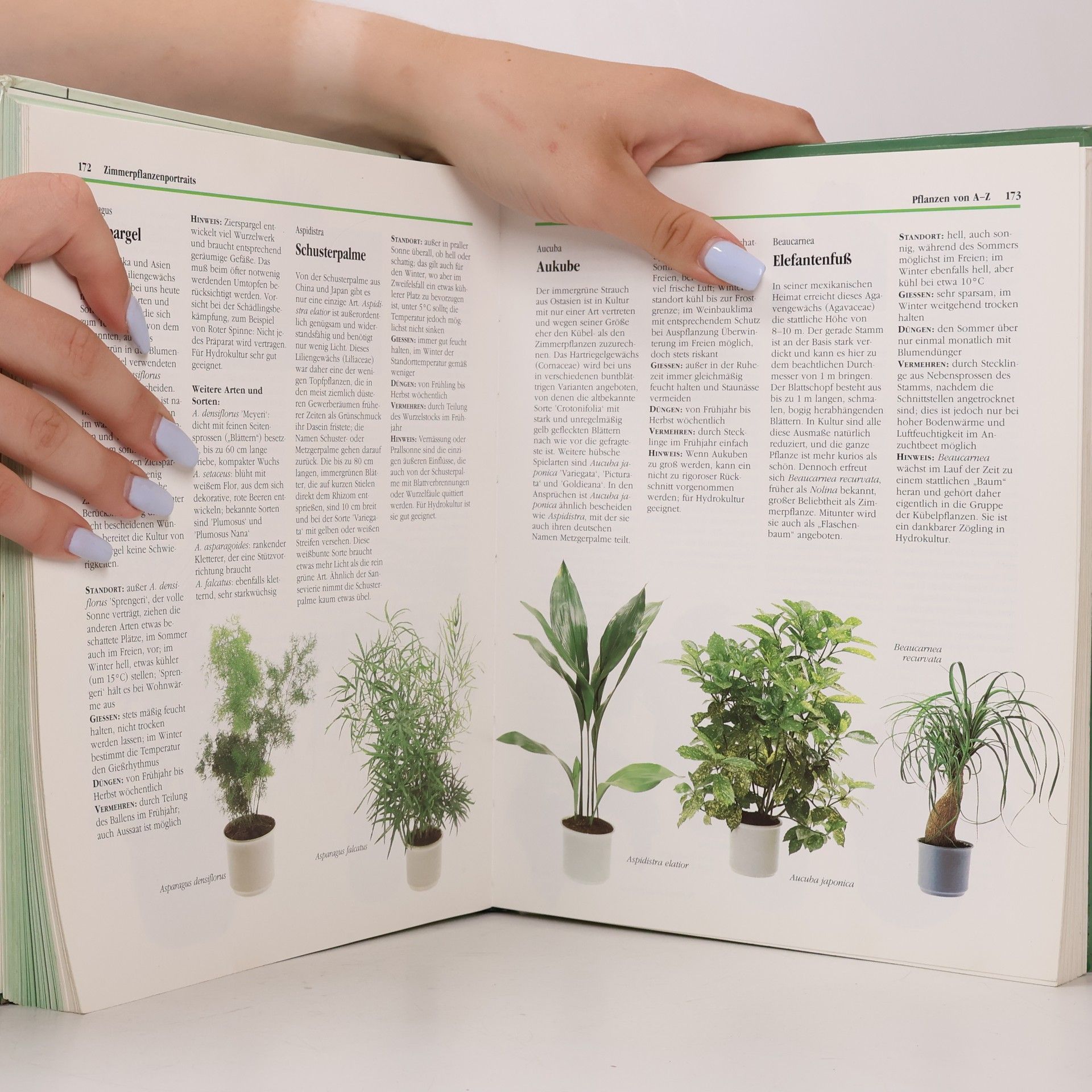 Helmut Jantra Das moderne Handbuch Zimmerpflanzen