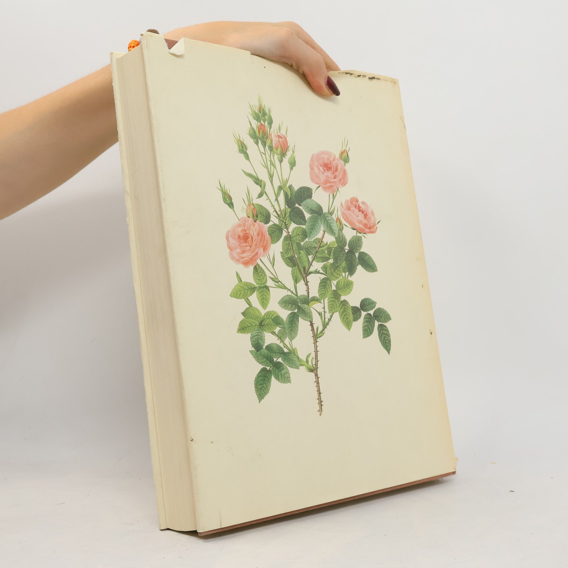 Pierre-Joseph Redouté Les plus belles fleurs et branches de fruits