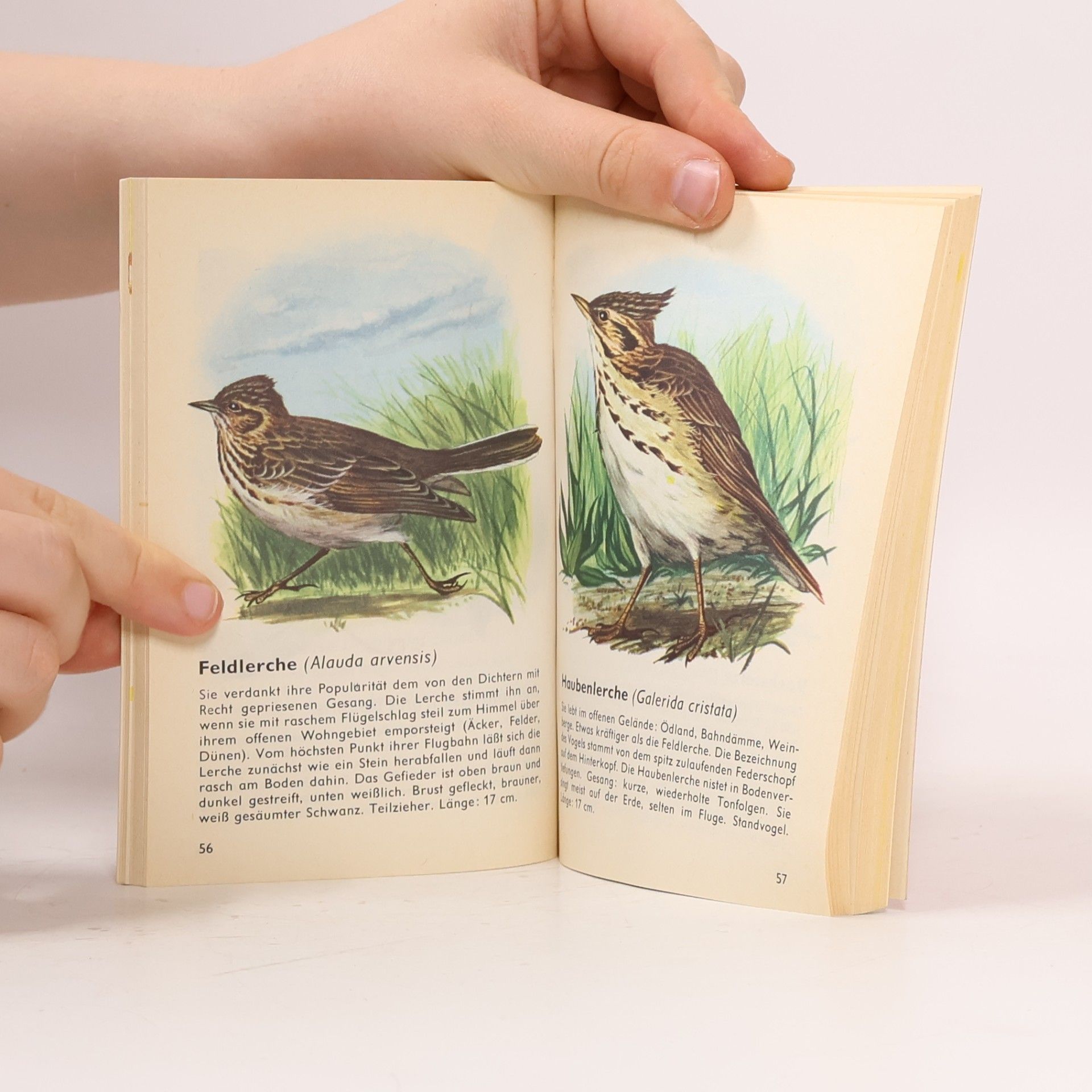 Collectif d'auteurs Vögel Europäische Arten