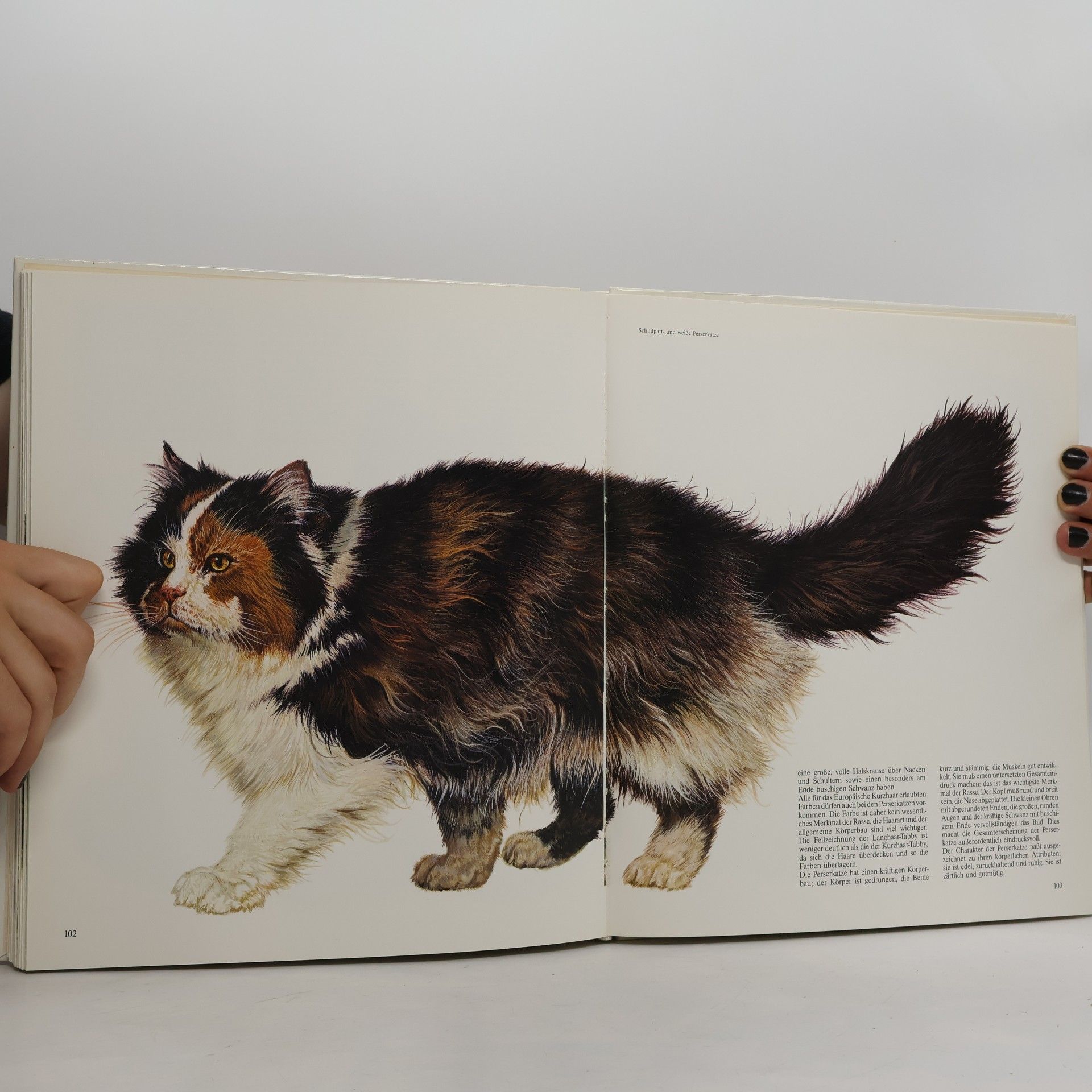 Eugenia Natoli Geliebte Katzen