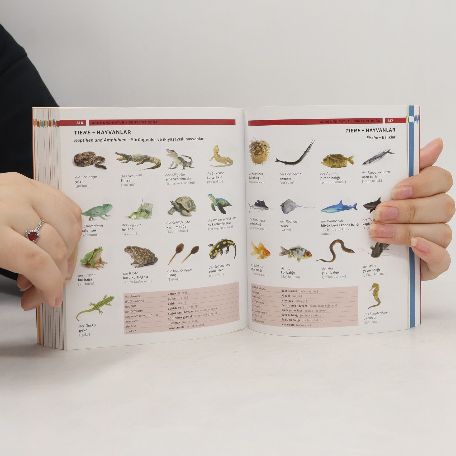 Autorenkollektiv PONS Bildwörterbuch Türkisch