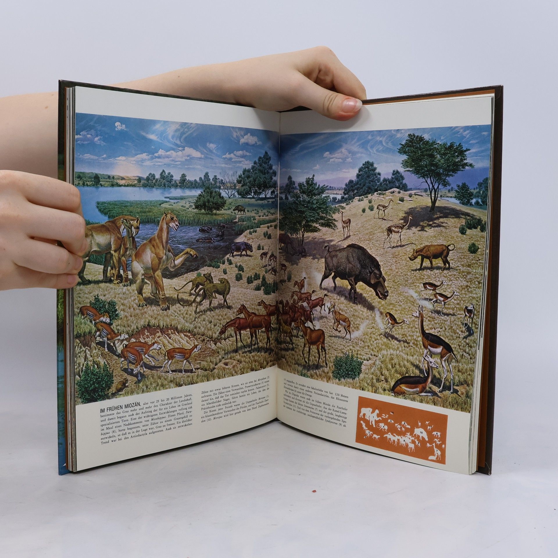 Peter Farb Life Wunder der Natur: Nordamerika Flora und Fauna