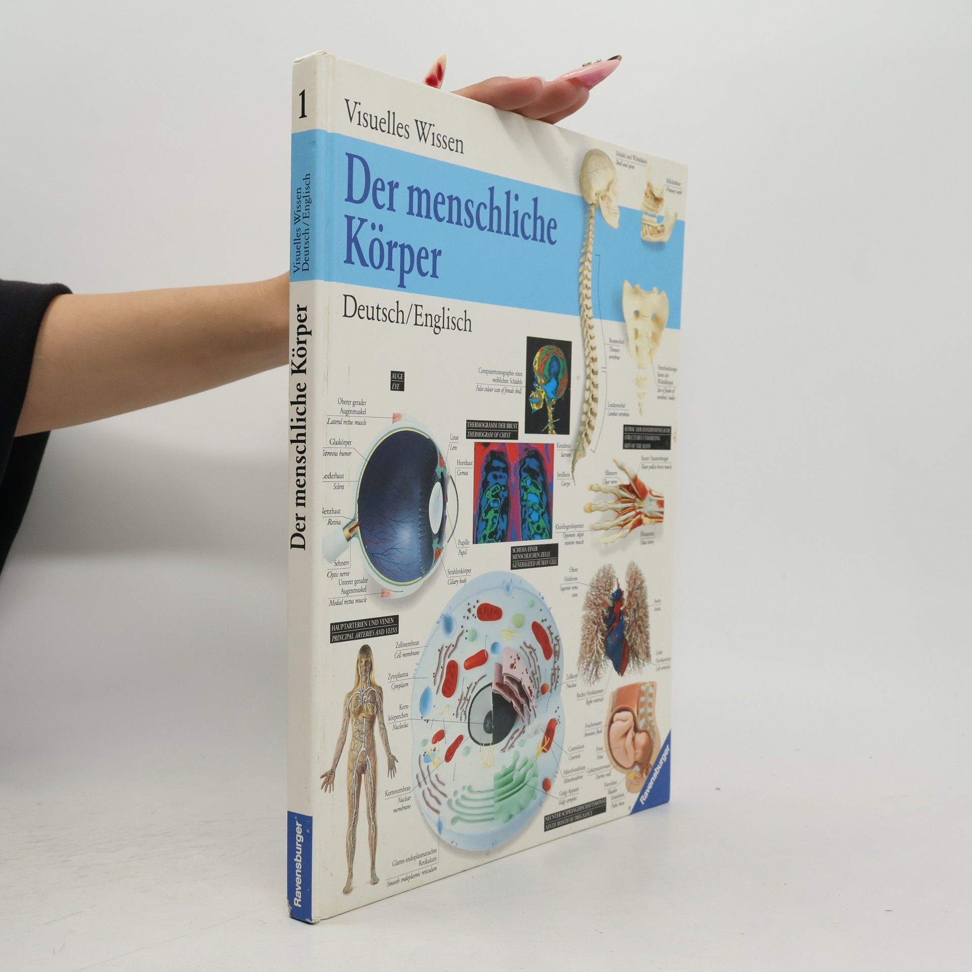 Mary Lindsay Der menschliche Körper