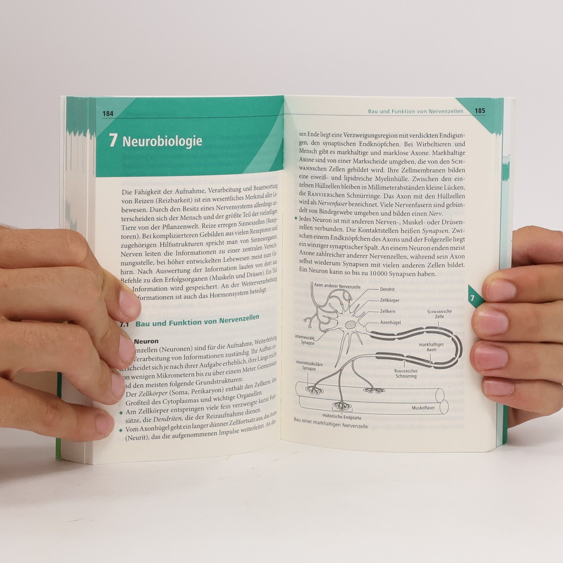 Walter Kleesattel Duden, Pocket Teacher Biologie - Abi