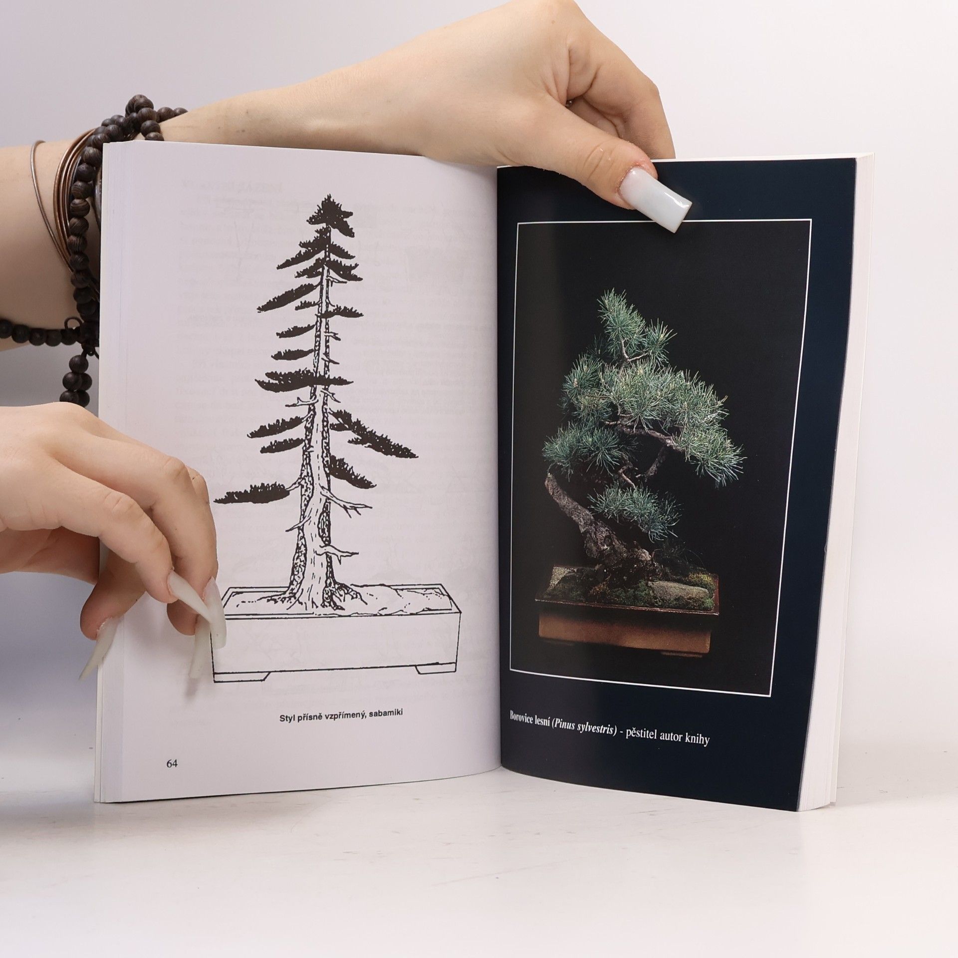 Karel Jan Štolc Bonsai