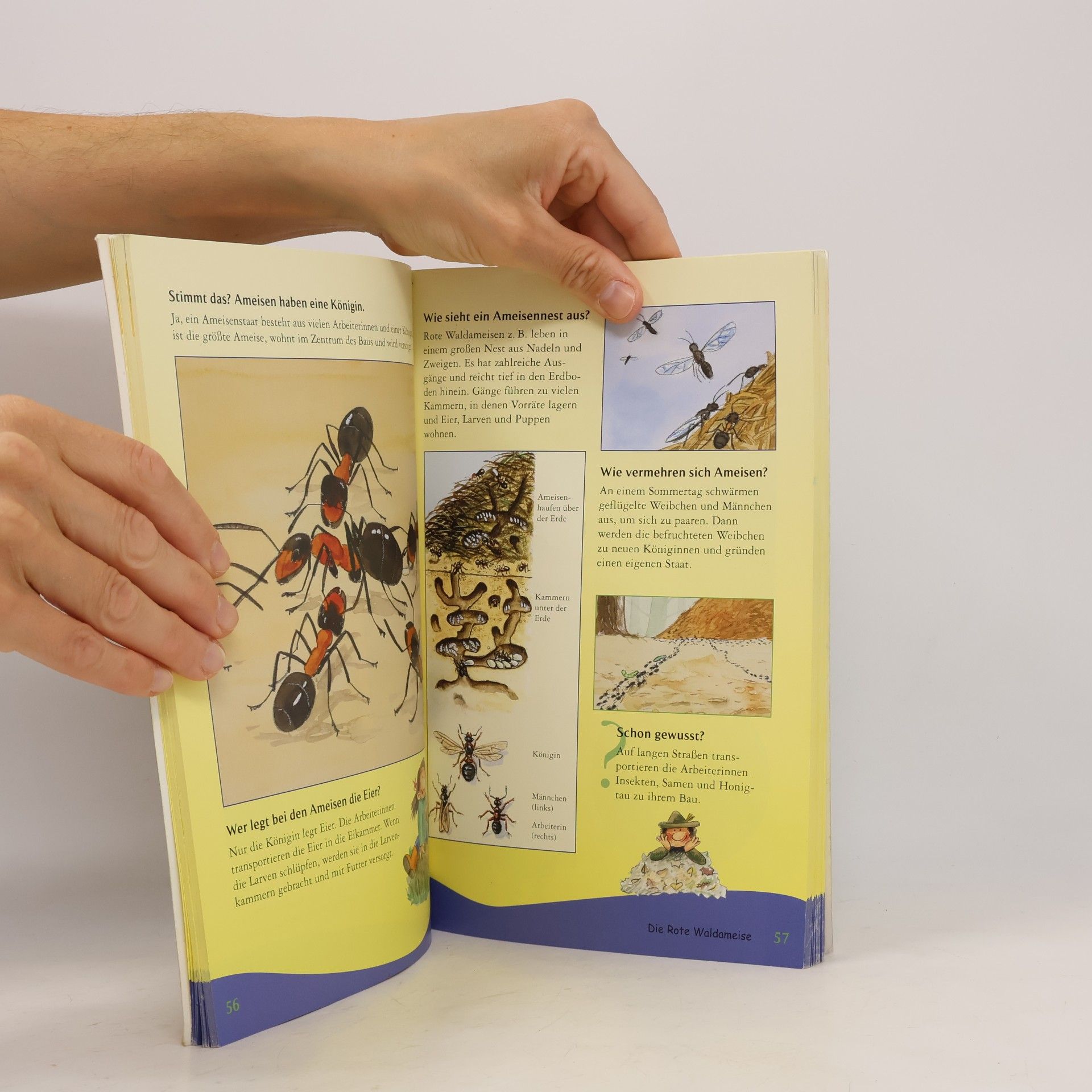 Autorenkollektiv Tiere. 200 Fragen und Antworten
