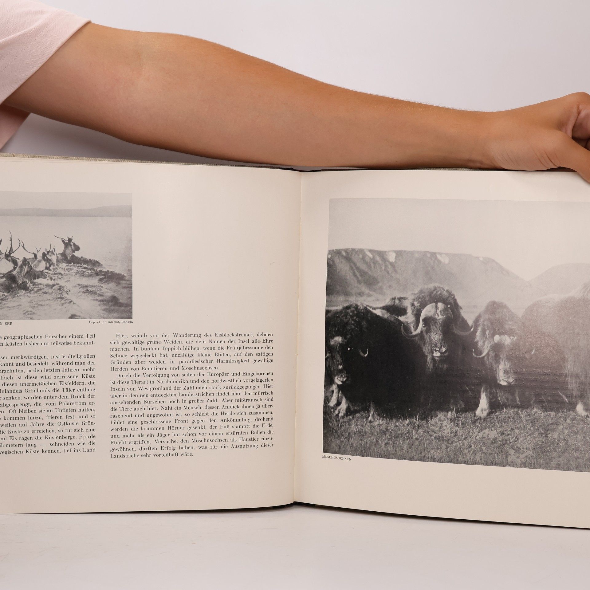 Autorenkollektiv Belauschte Tierwelt