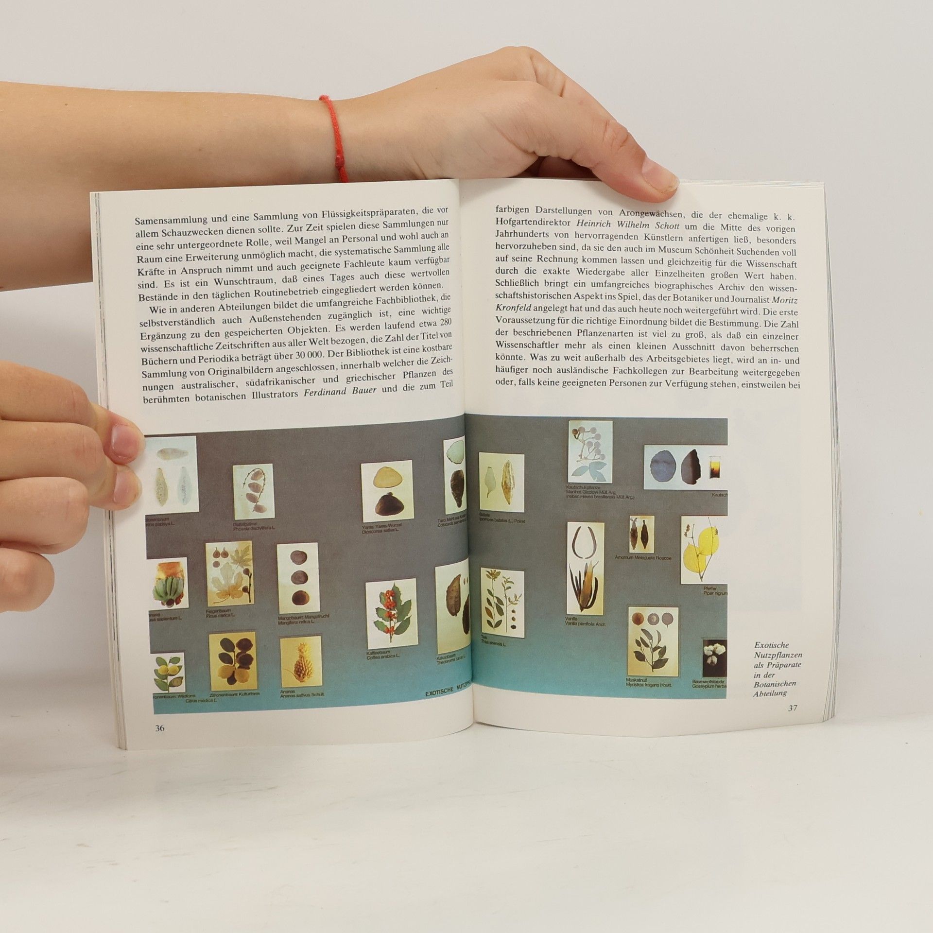 Autorenkollektiv Naturhistorisches Museum Wien
