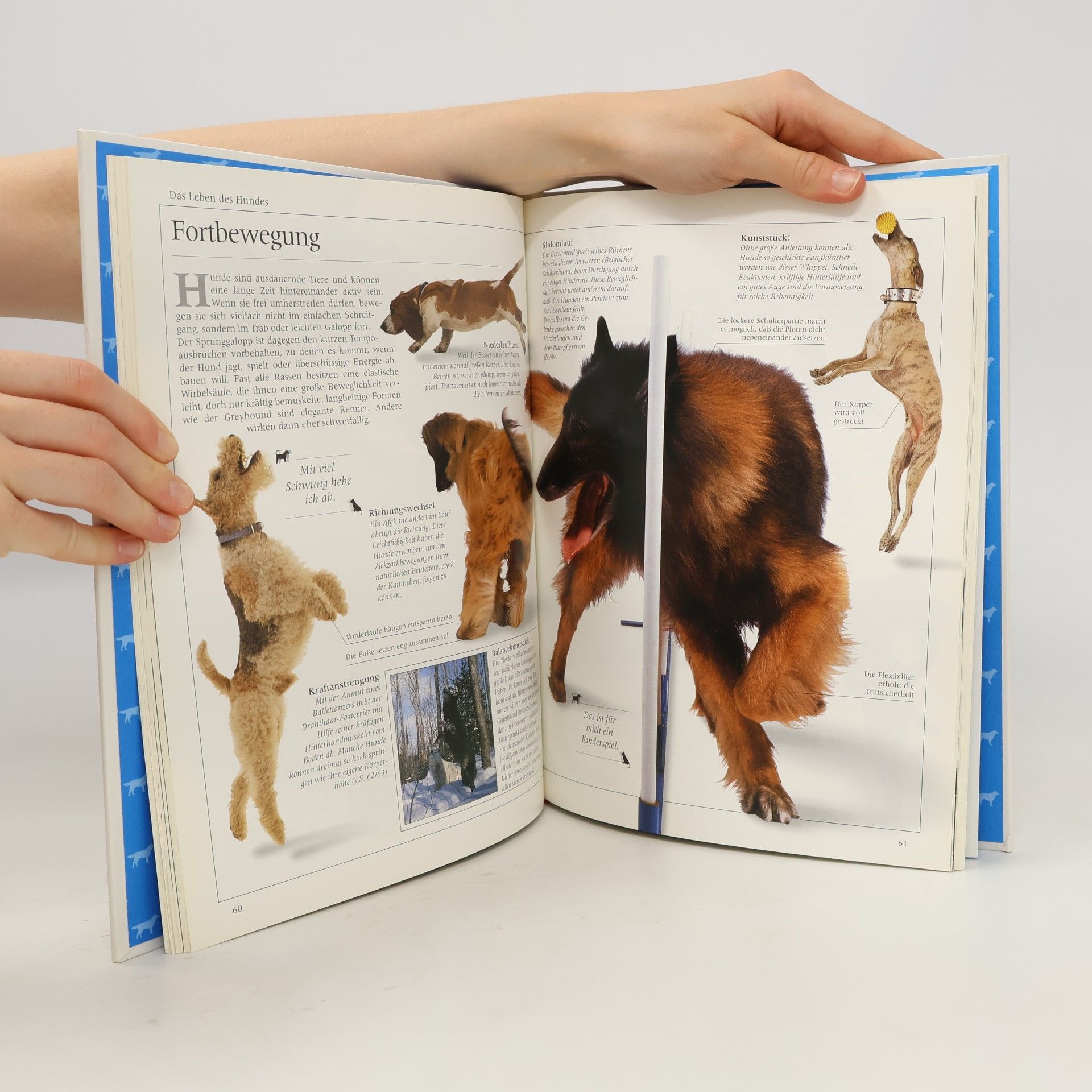 Bruce Fogle Hunde kennen und verstehen