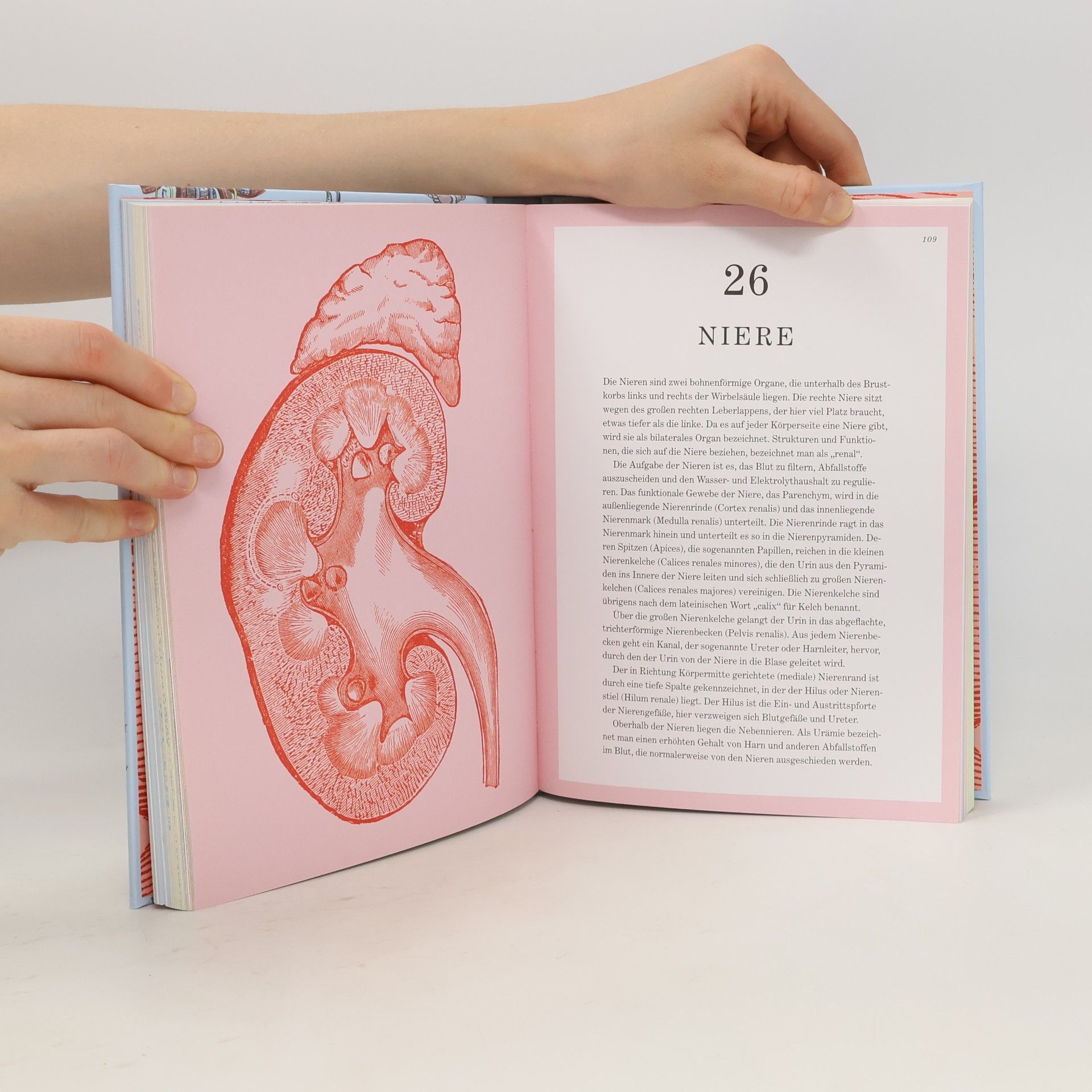 Gareth Moore Gray's Anatomie Rätselbuch