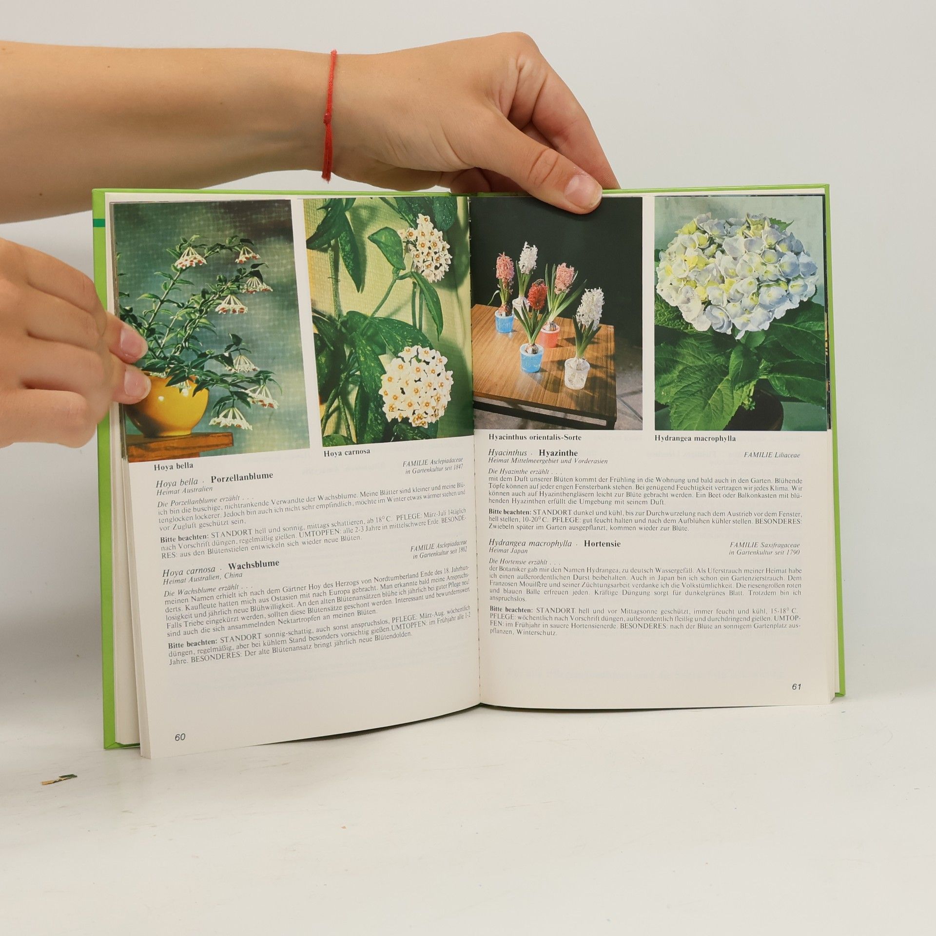 August Güse Neues Zimmerpflanzen-Buch