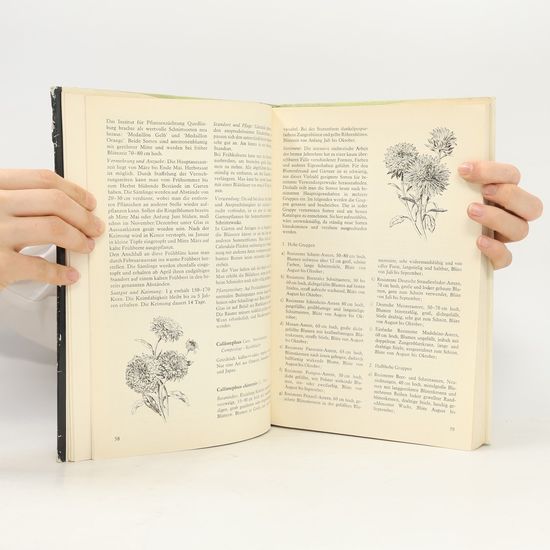 Autorenkollektiv Sommerblummen für den Garten