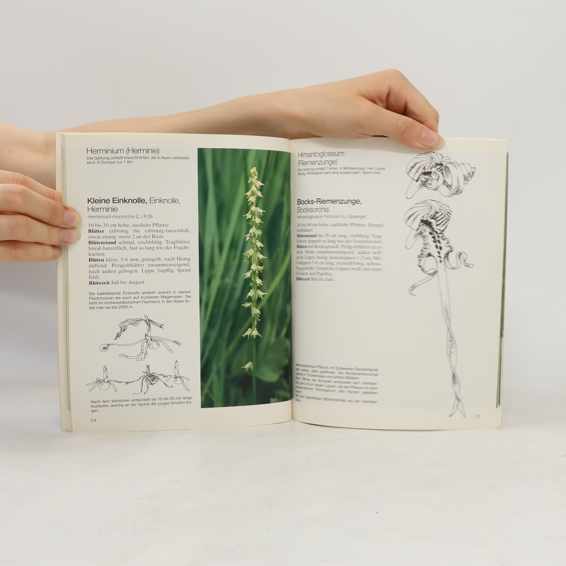 Richard Keller Unsere Orchideen
