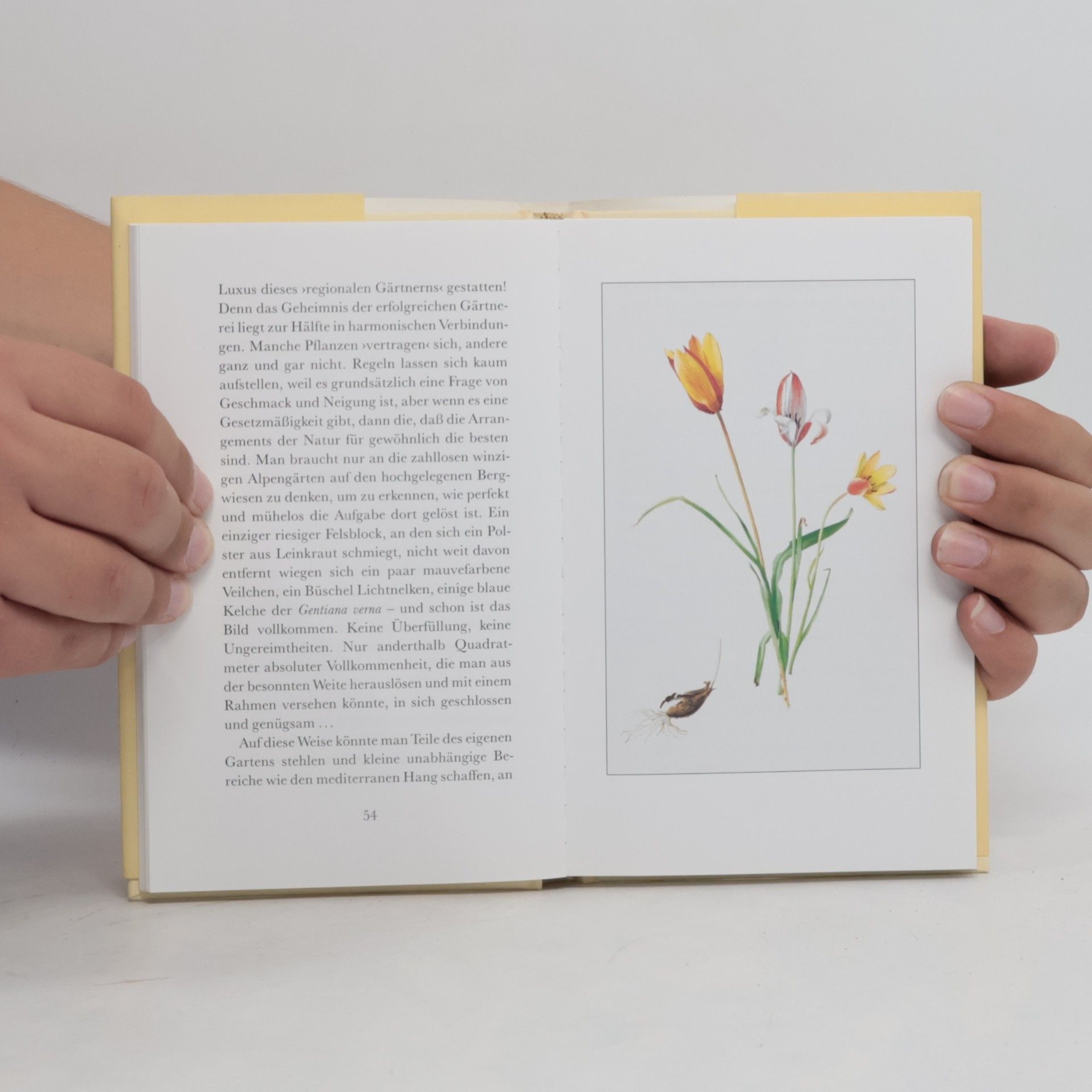 Vita Sackville-West Blumen in meinem Garten