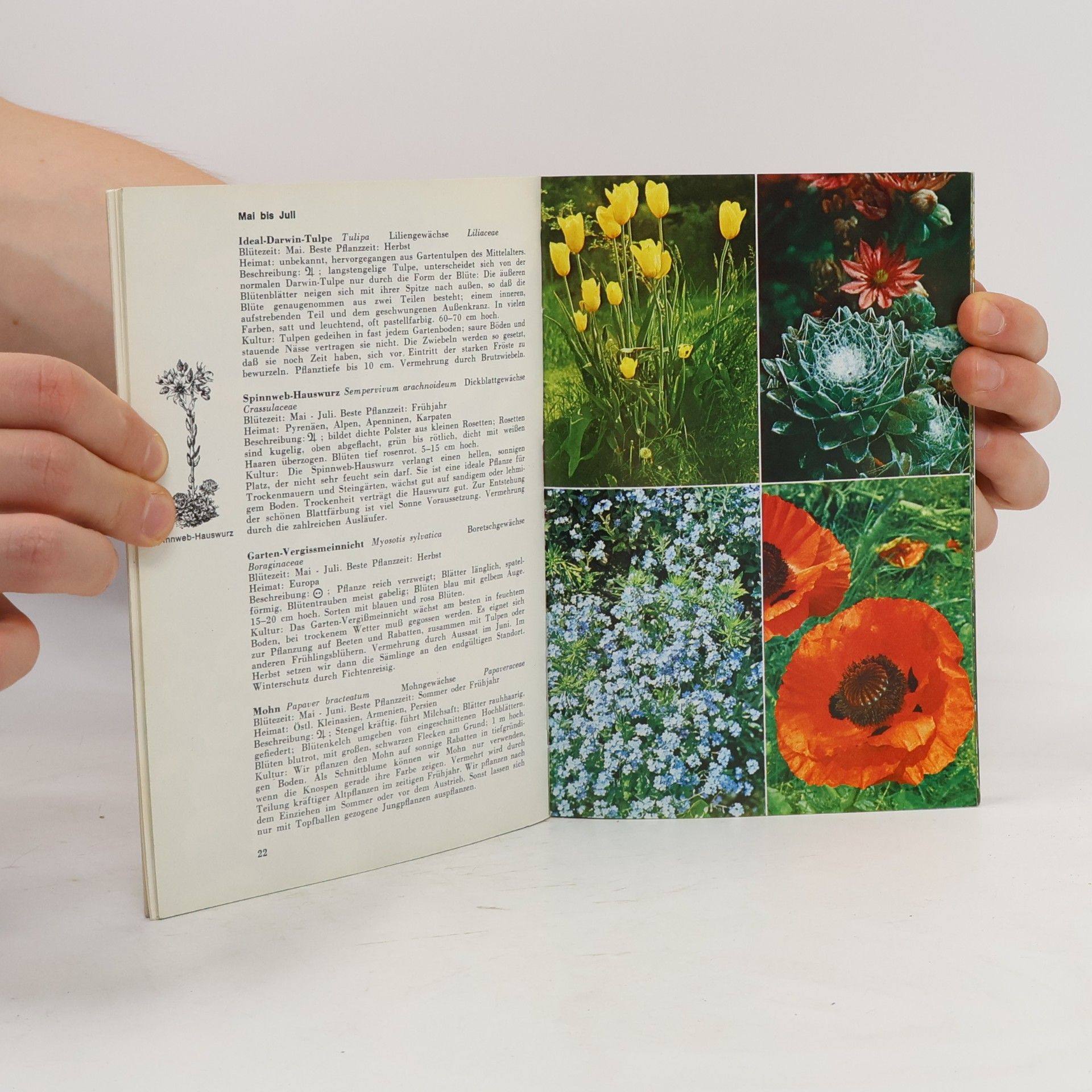 Georg Rein Bunte Welt der Gartenblumen