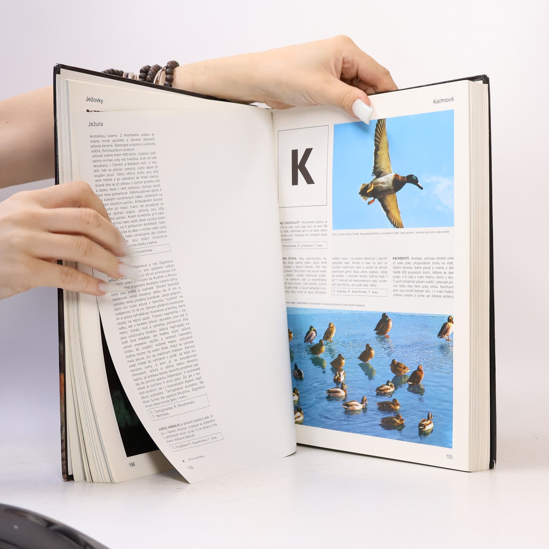 Autorenkollektiv Encyklopedie zvířata od A do Z