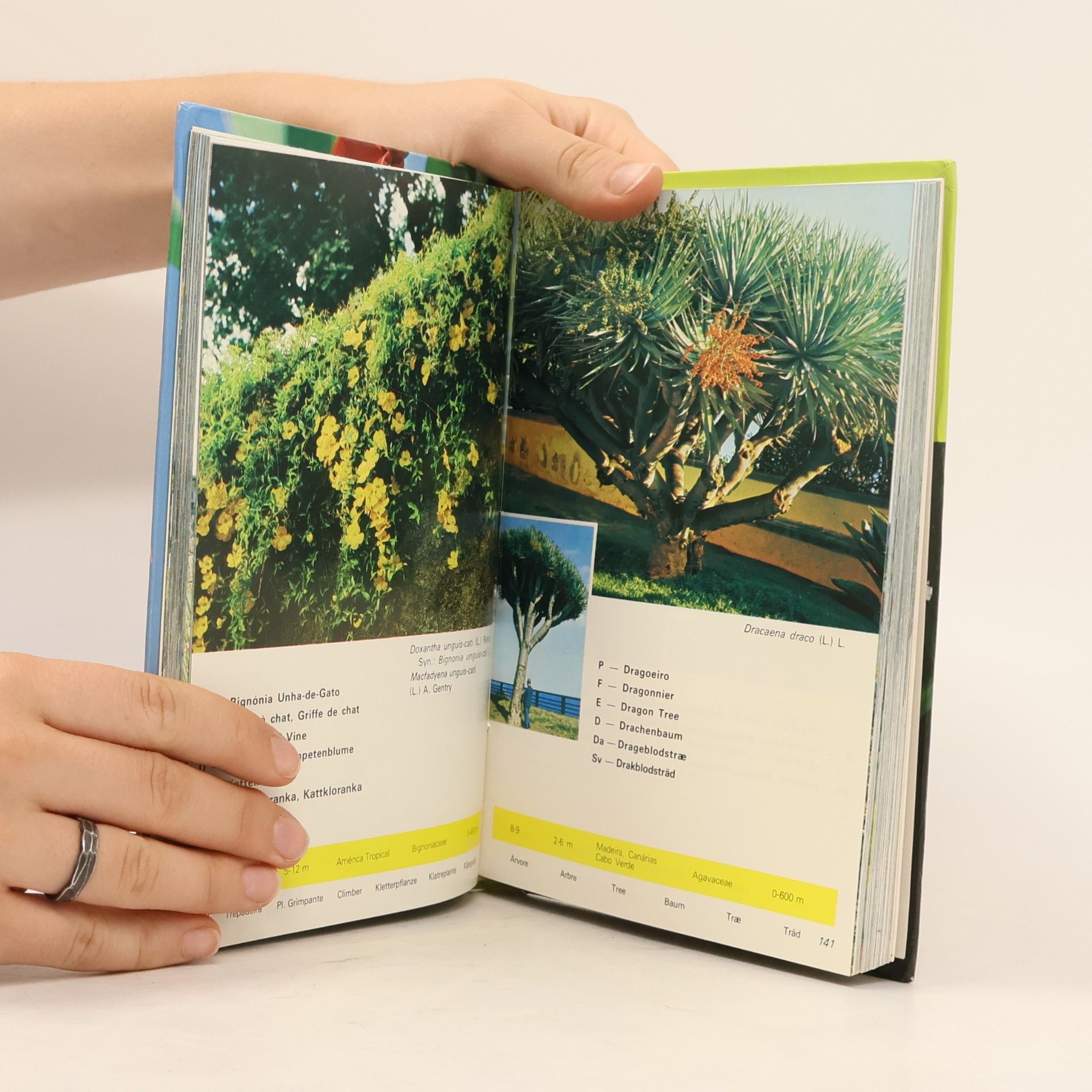 A. da Costa Madeira - Flowers/ Flores/ Fleurs/ Blumen/ Blomster/ Blommor
