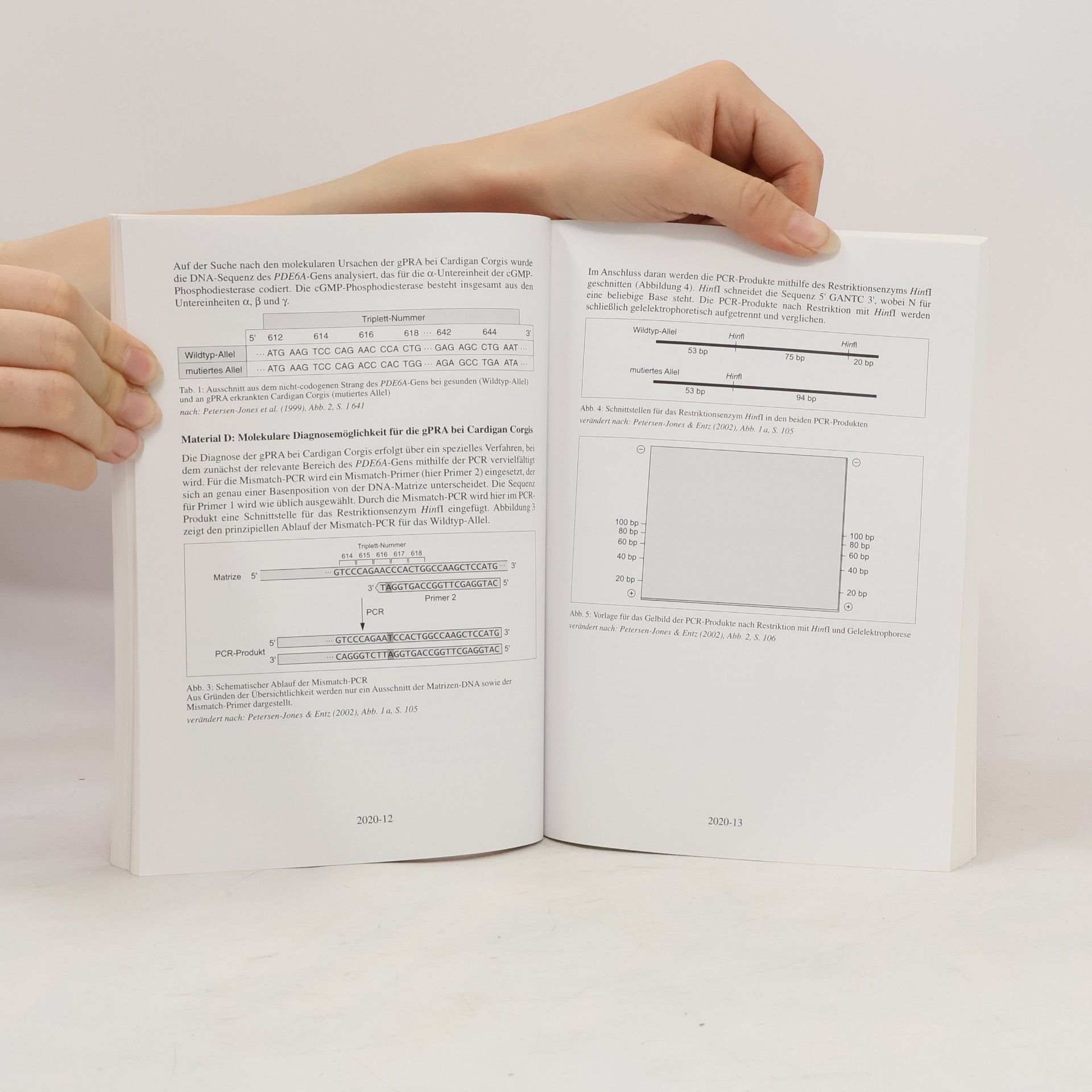 Abitur-Prüfungen: Biologie LK - Abitur 2025/2026 NRW - Prüfungsvorbereitung