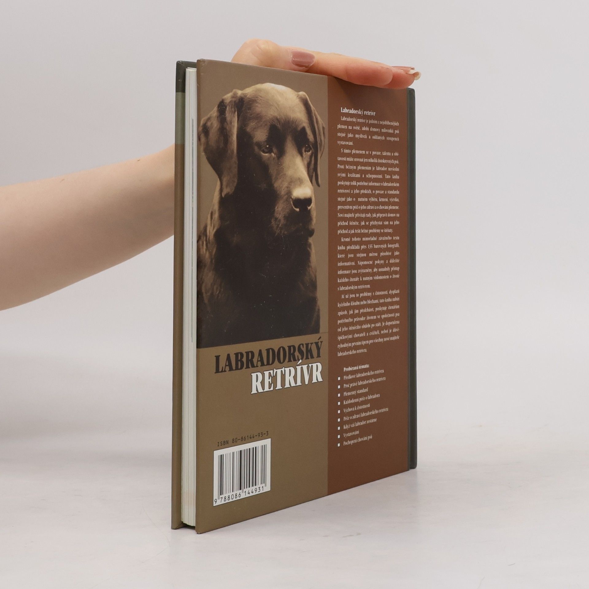 Bernard Duke Labradorský retrívr