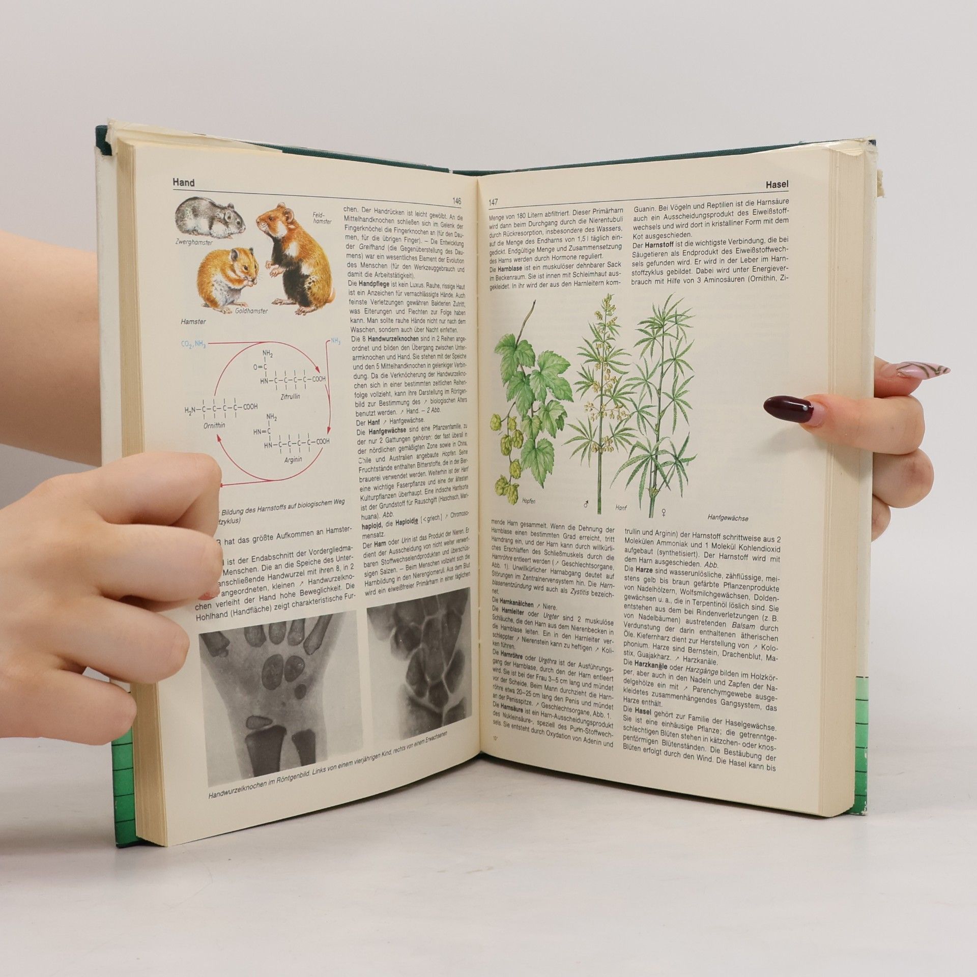 Autorenkollektiv Jugendlexikon Biologie