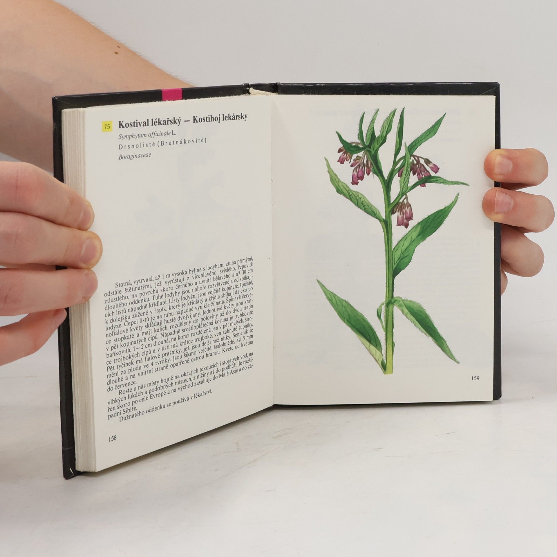 Albert Pilát Kapesní atlas rostlin