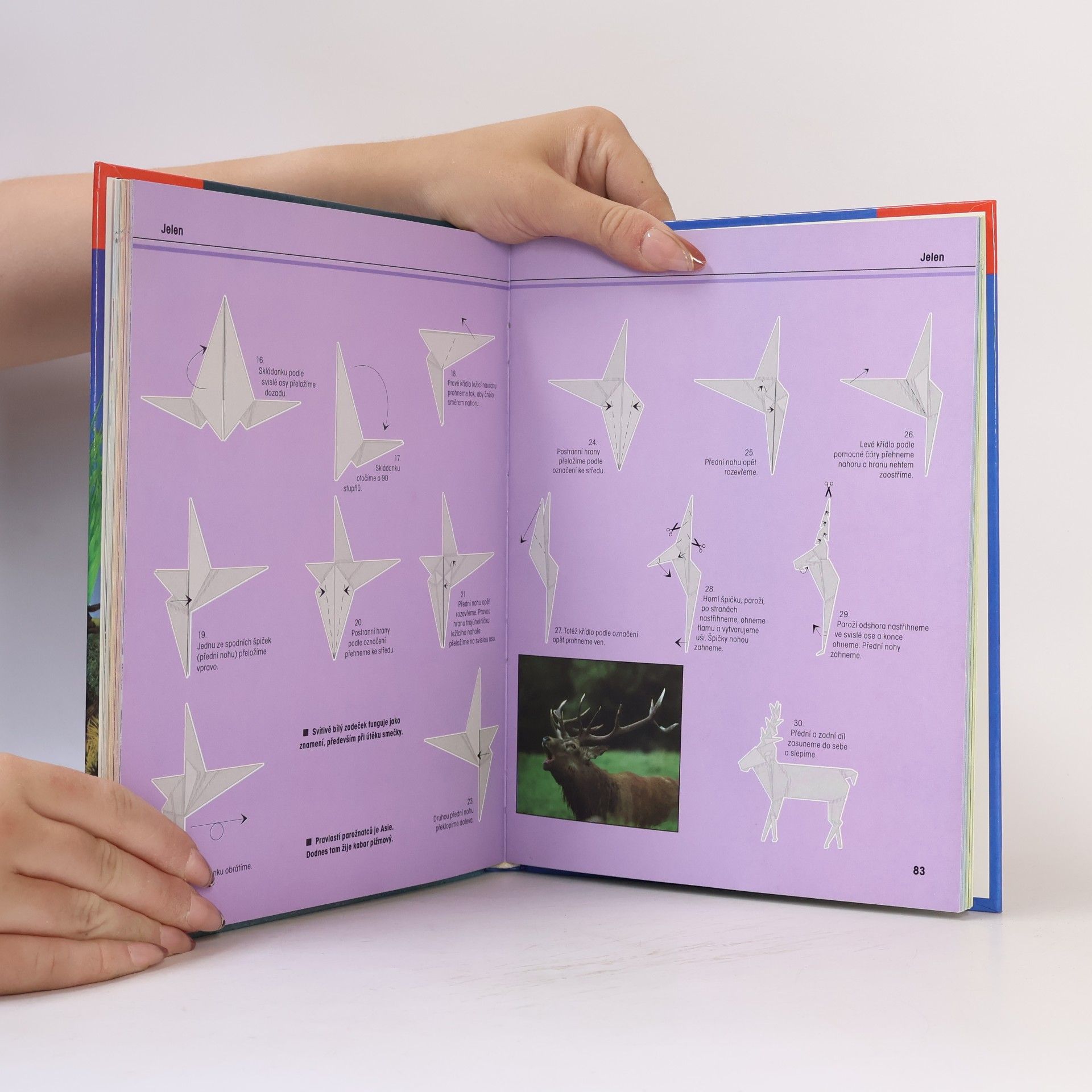 Héctor Rojas F Fascinující svět origami zvířátek