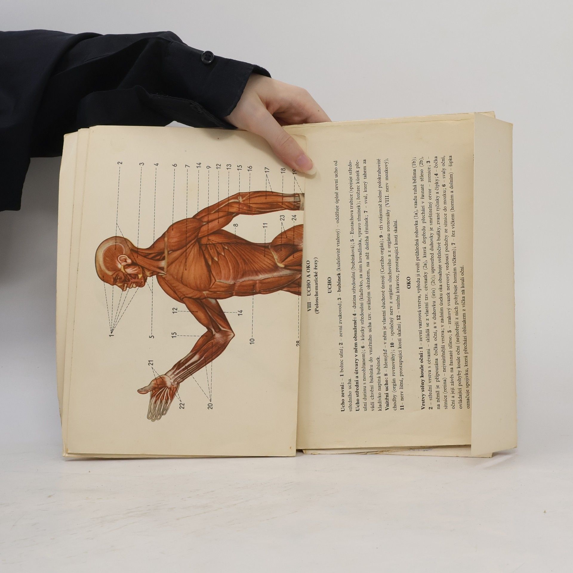 Radomír Čihák Anatomické tabule I-VIII