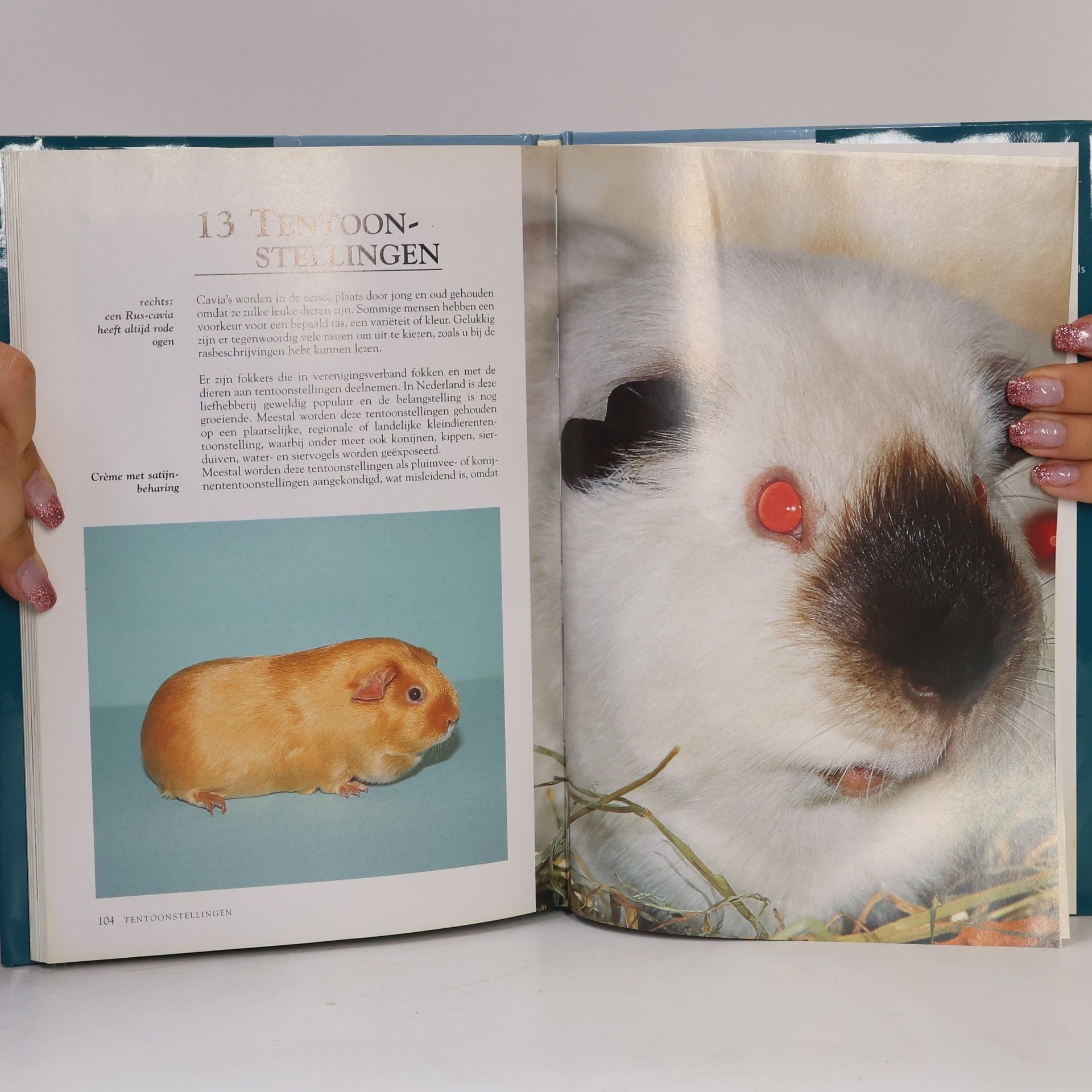 Hans L. Schippers Cavia's