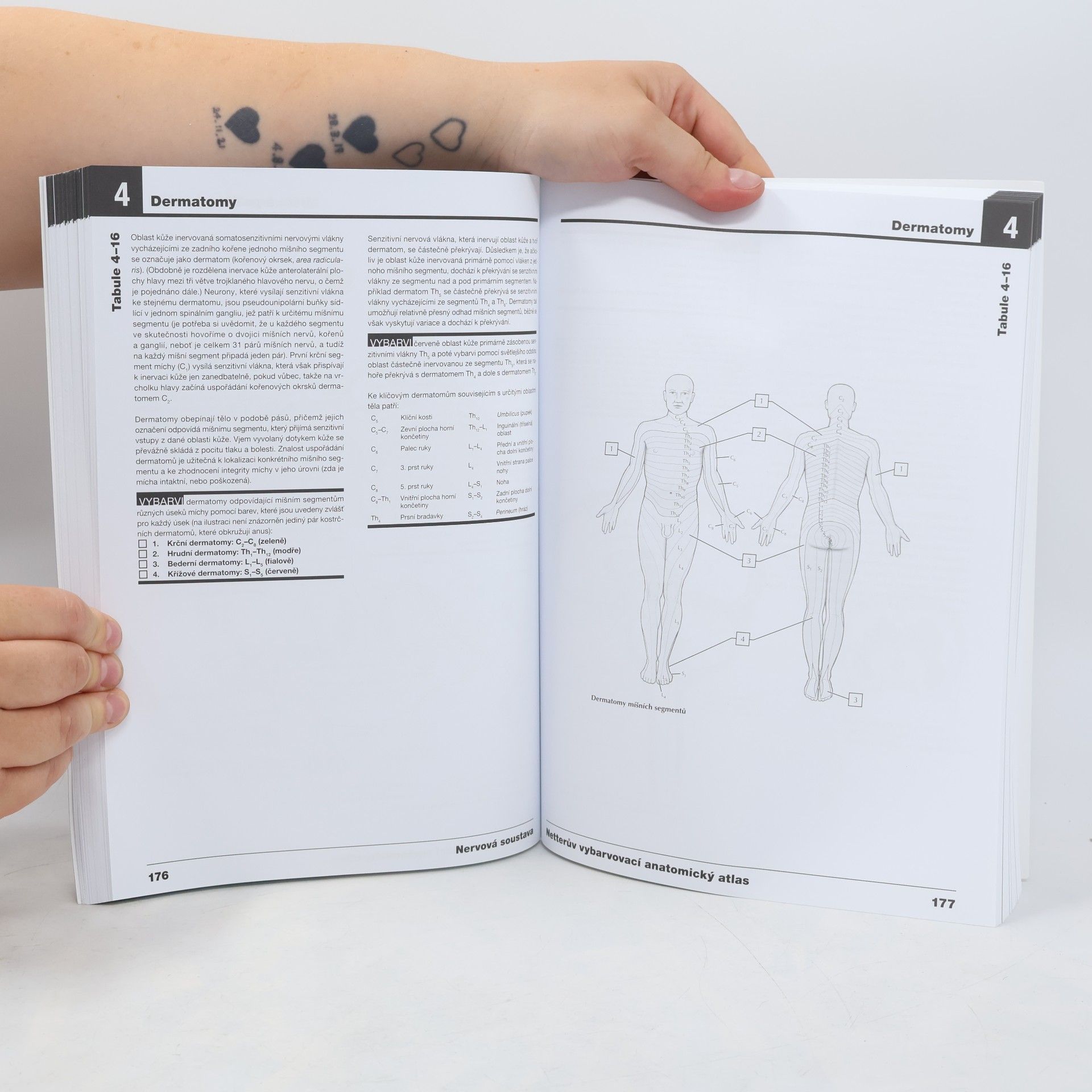 John T. Hansen Netterův vybarvovací anatomický atlas