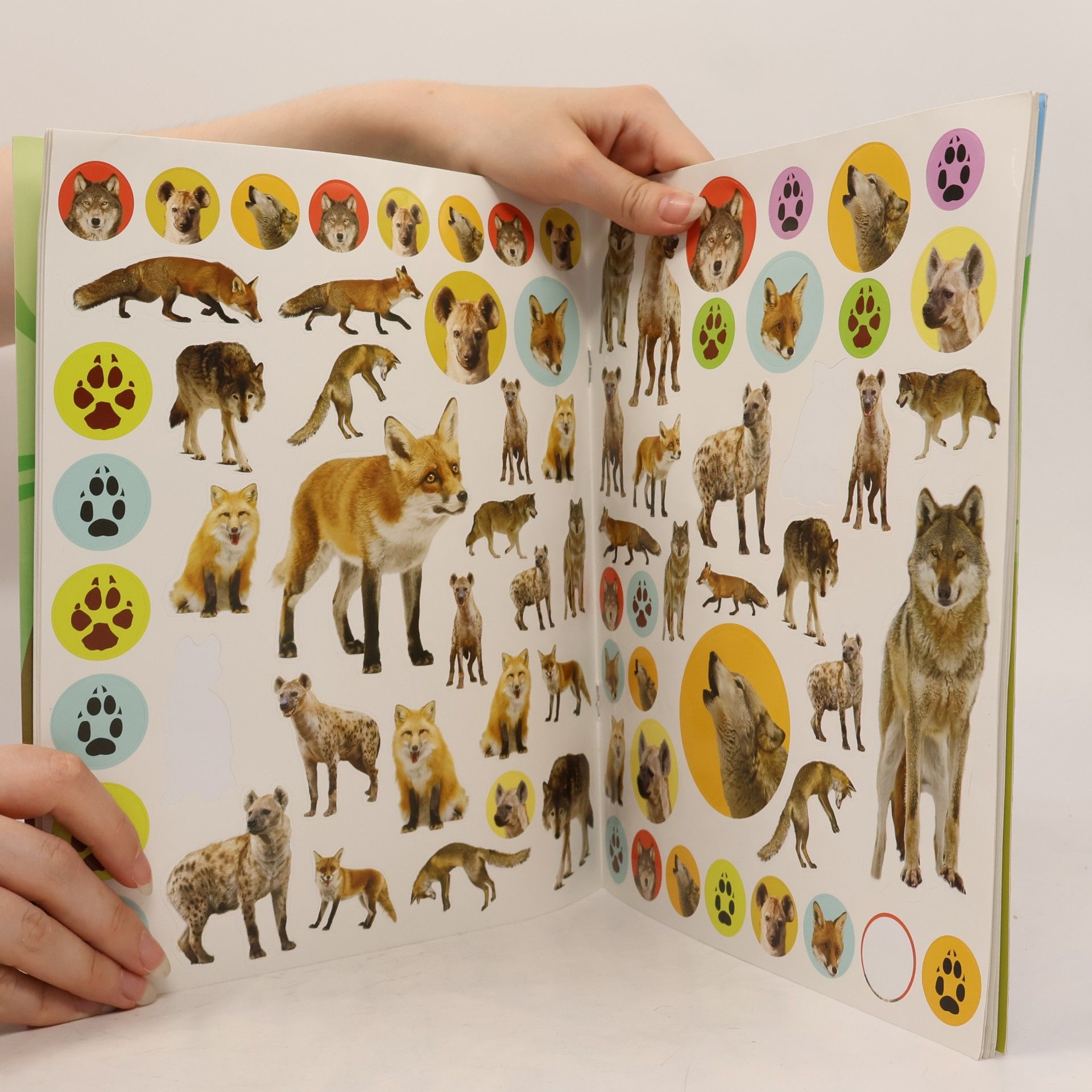 Workman Publishing Wild Animals